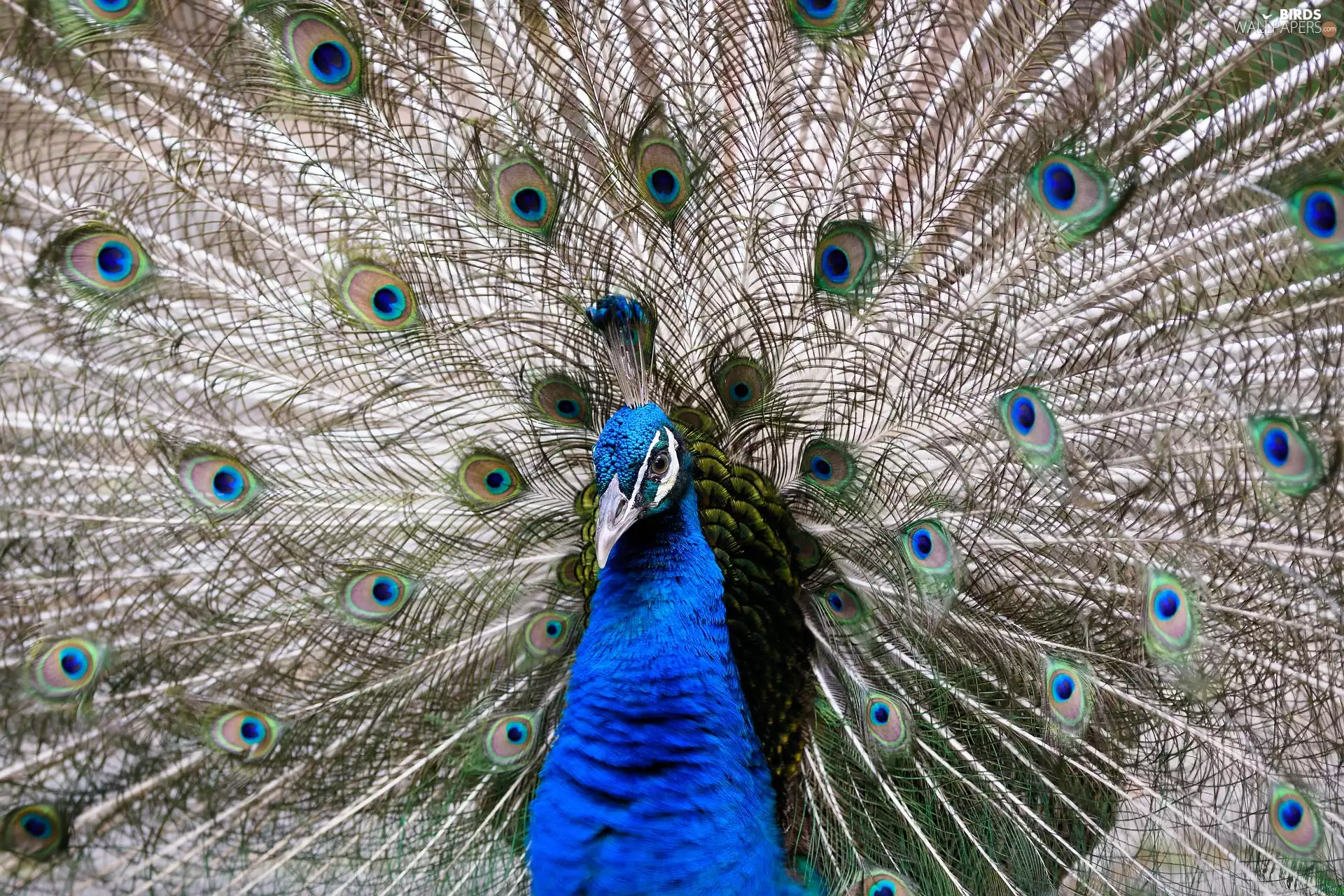 Bird, Striped, tail, Indian Peacock