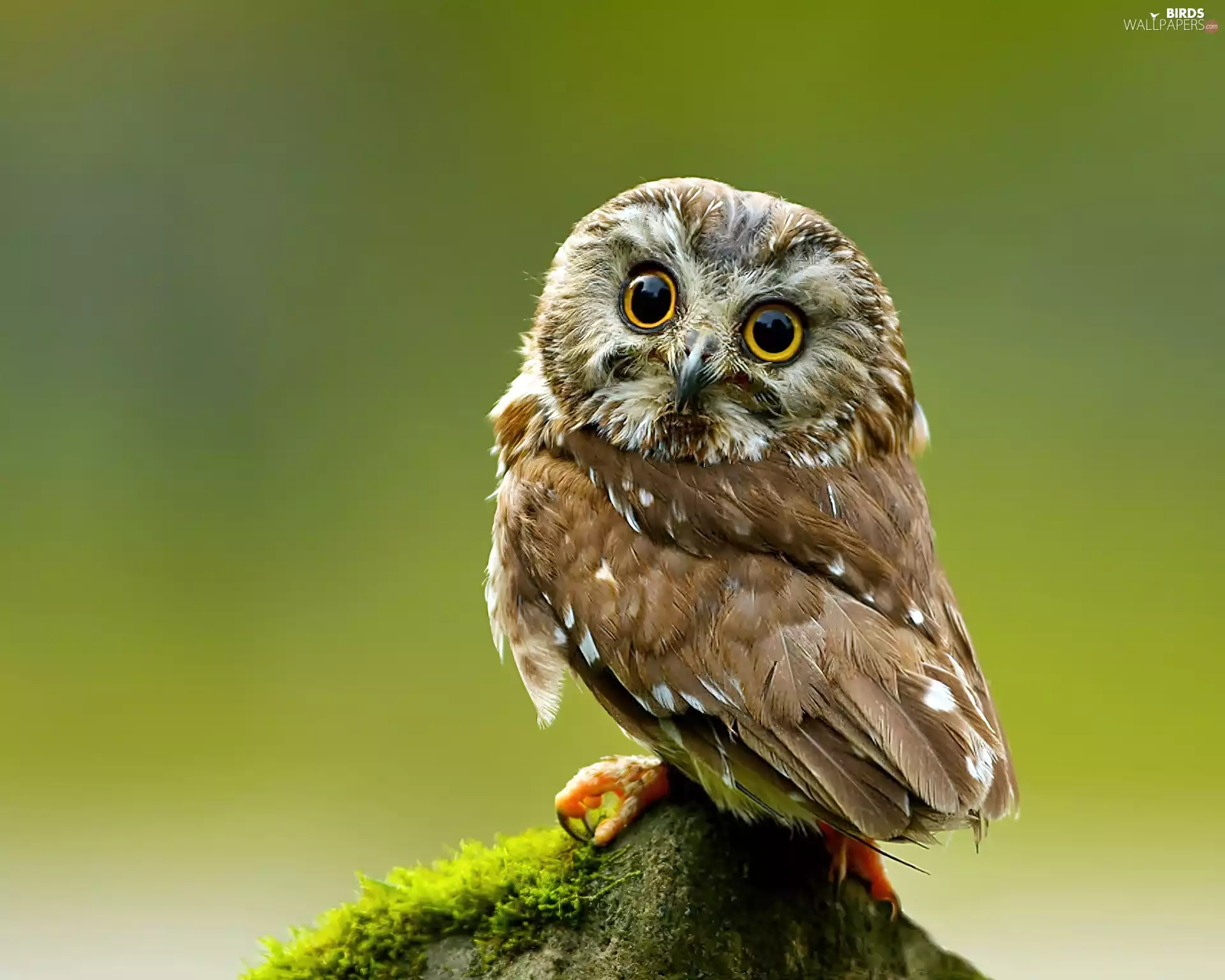 mossy, young, owl, stump