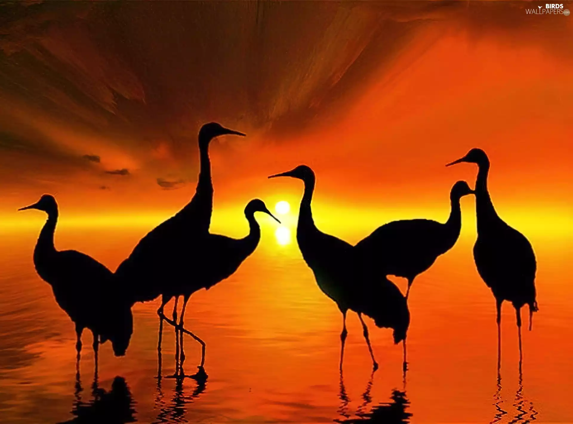Setting Sun, birds, cranes, silhouettes