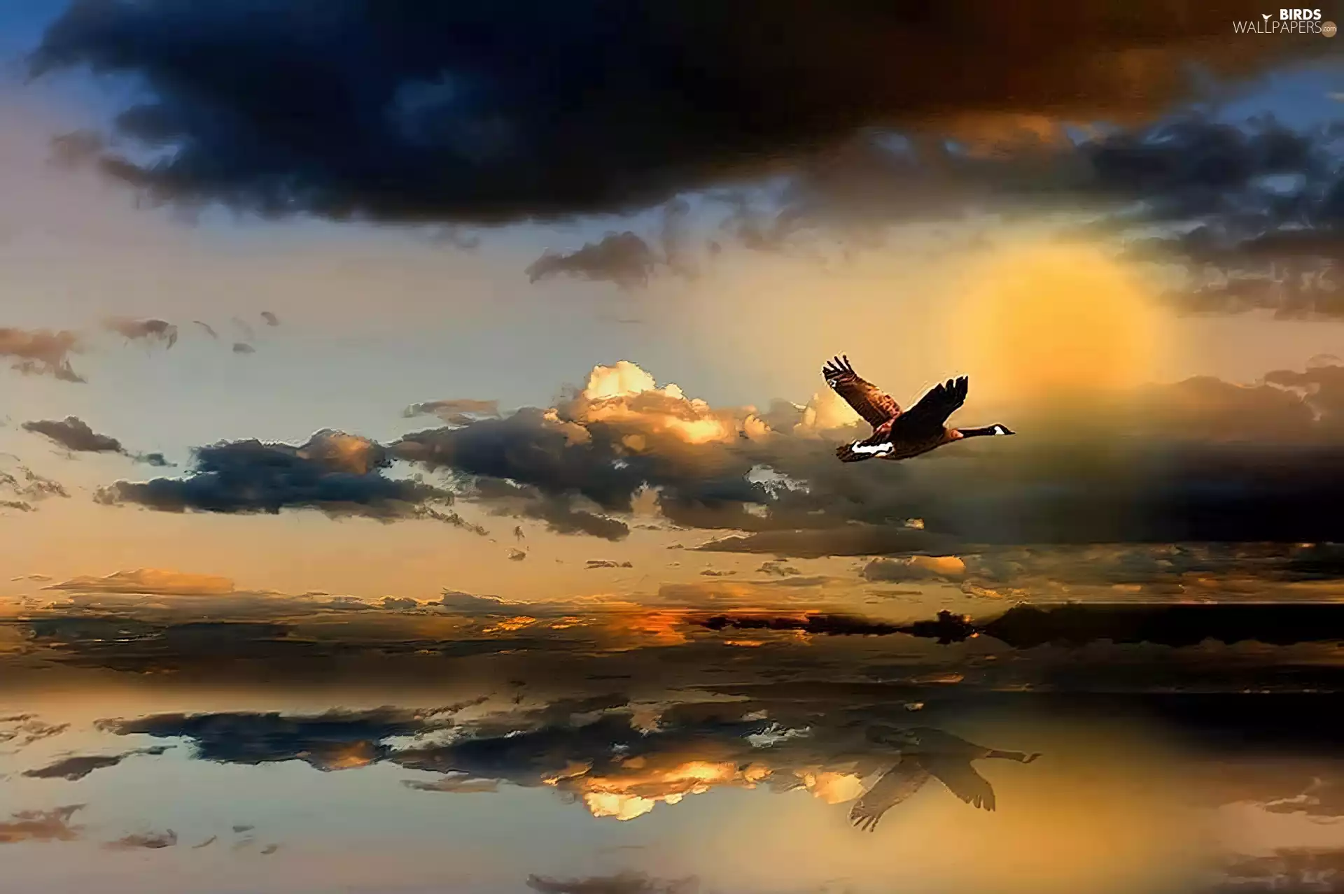 west, sun, clouds, lake, duck