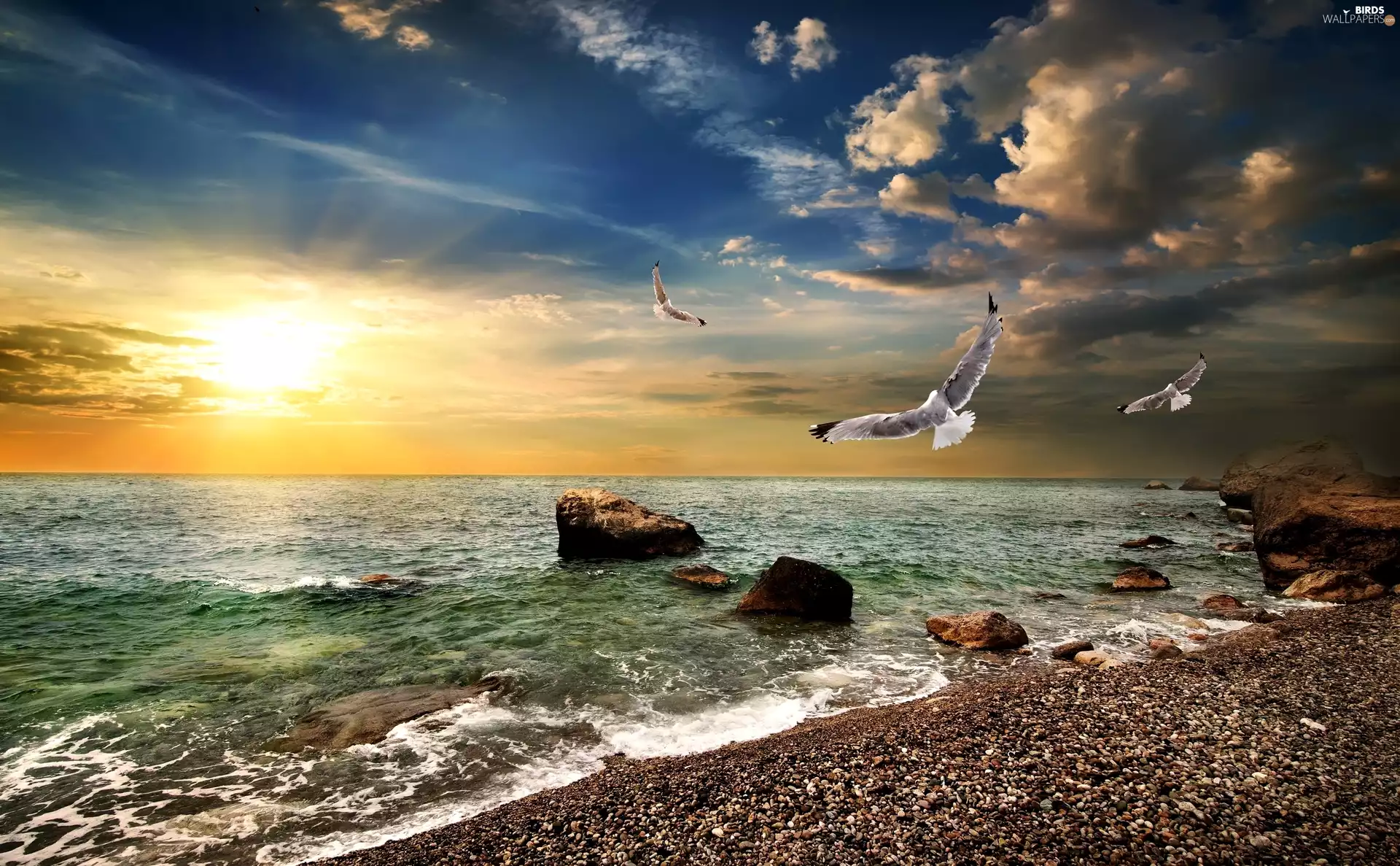 Stones, sea, east, sun, gulls, coast