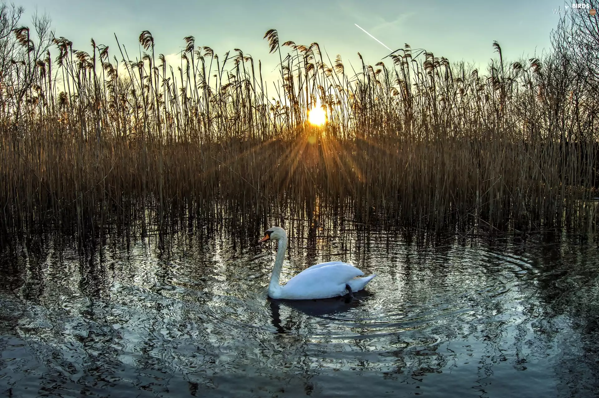 west, sun, grass, Swans, lake