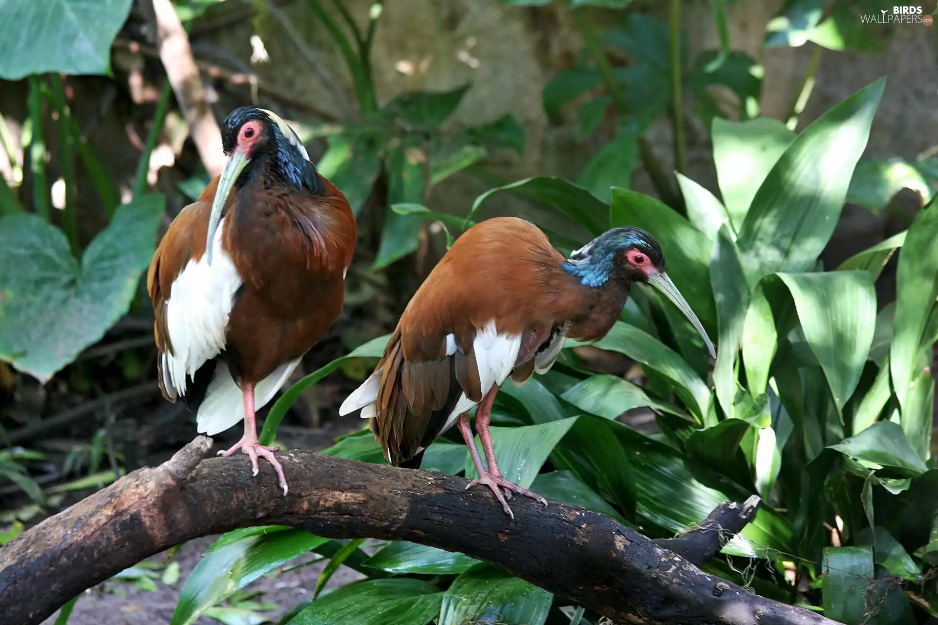 VEGETATION, Przebijające, luminosity, ligh, flash, Malagasy, ibises, sun