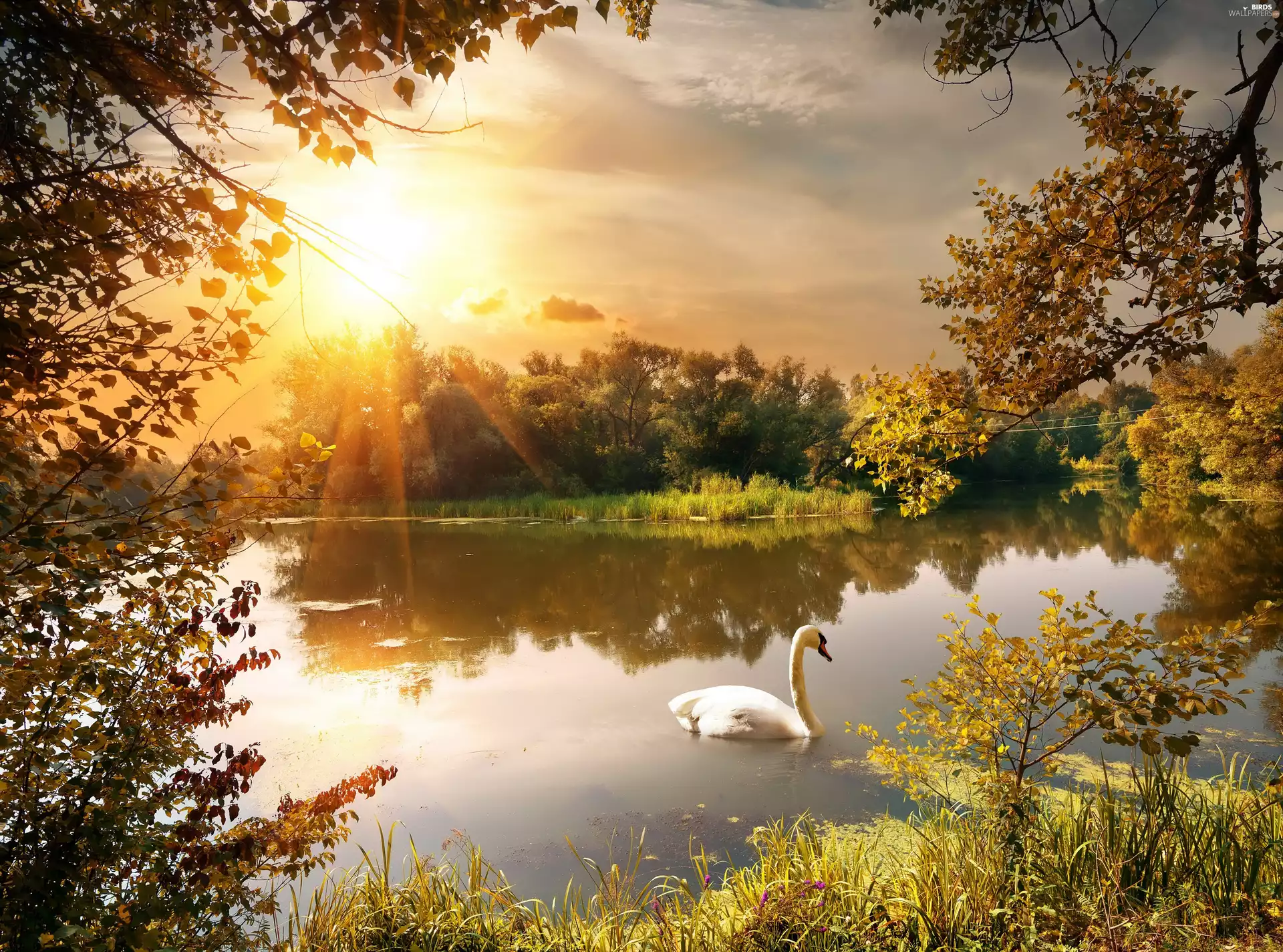 autumn, Swans, Pond - car, rays of the Sun