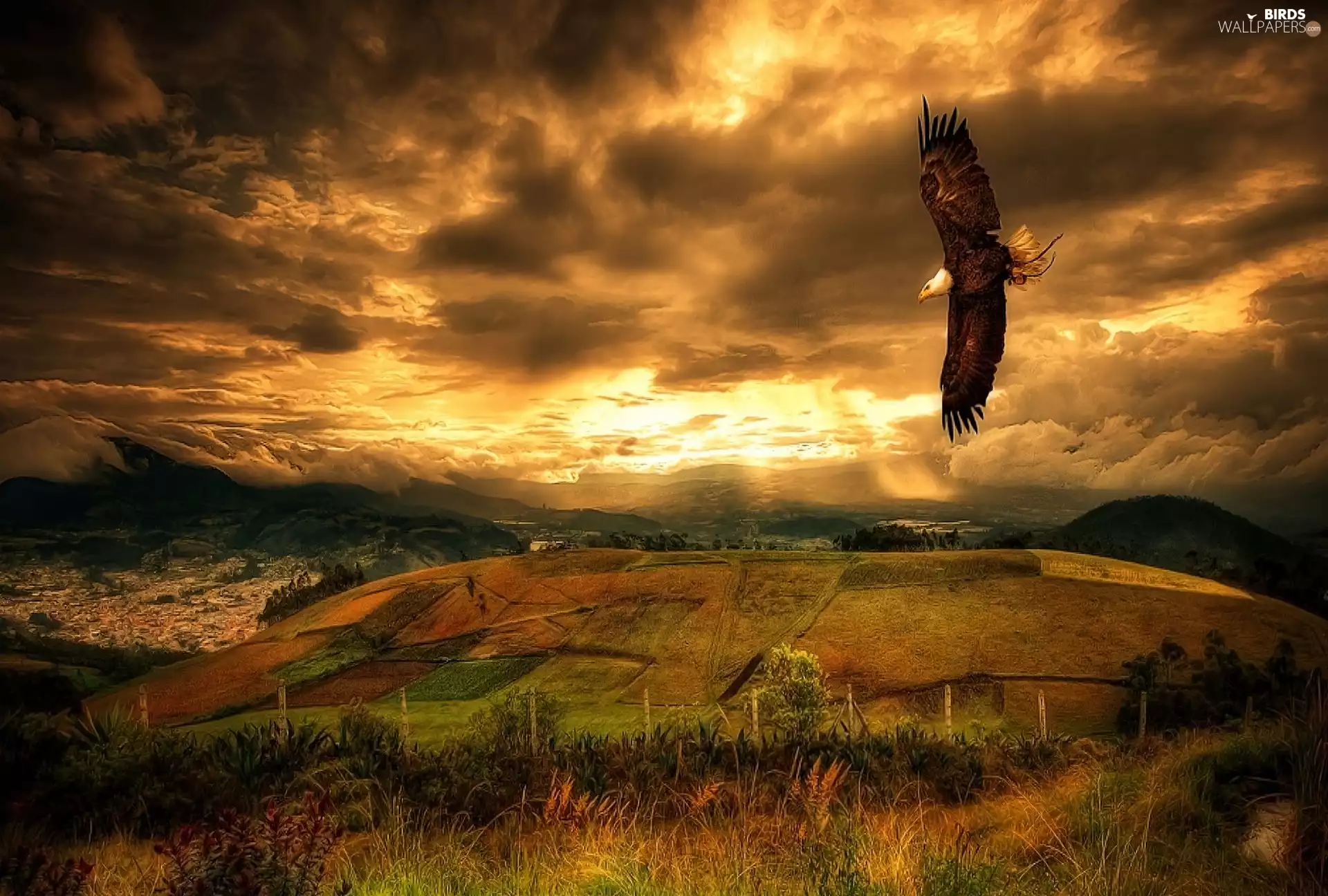 west, field, eagle, sun