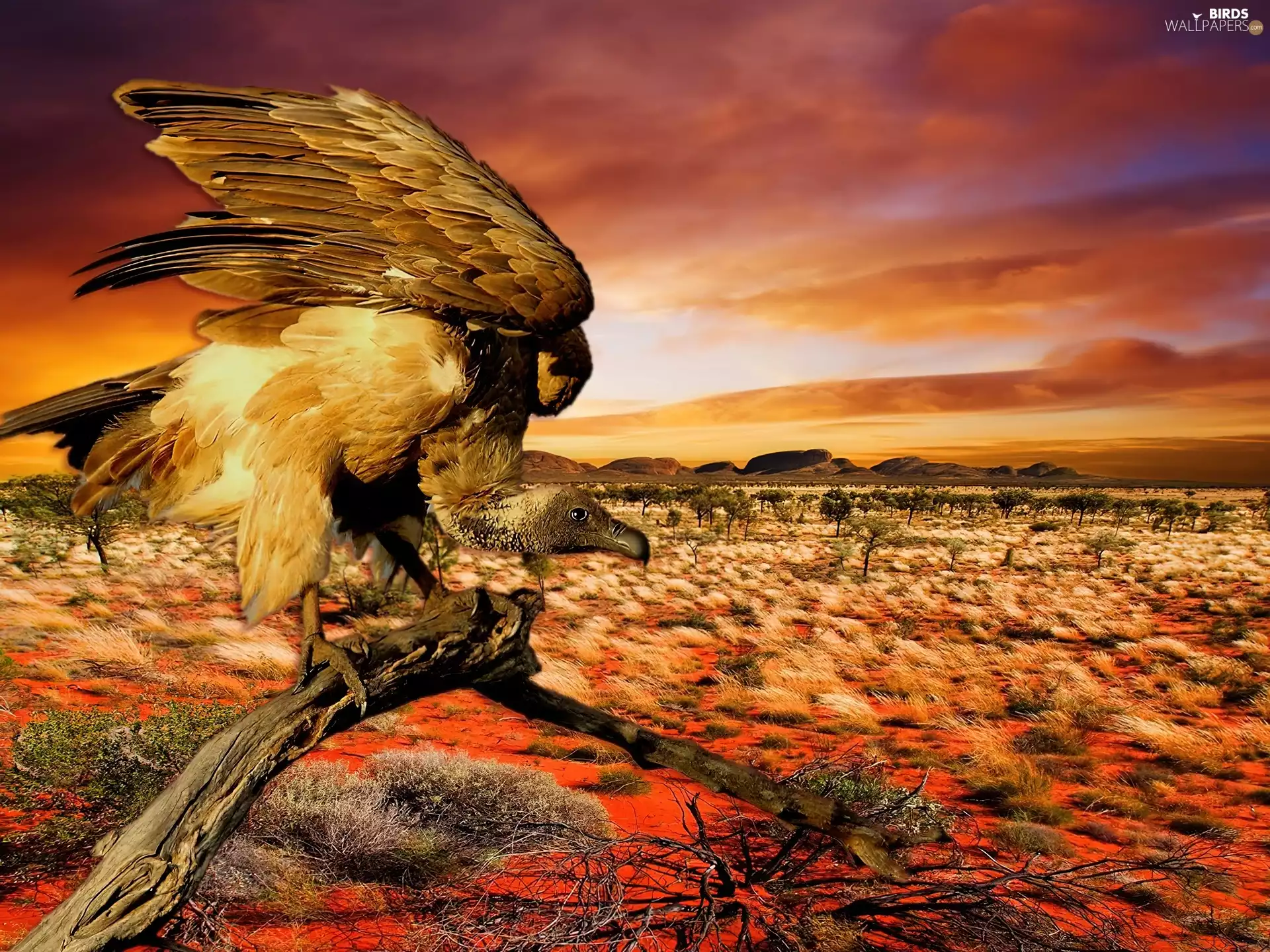 west, Desert, griffon, sun