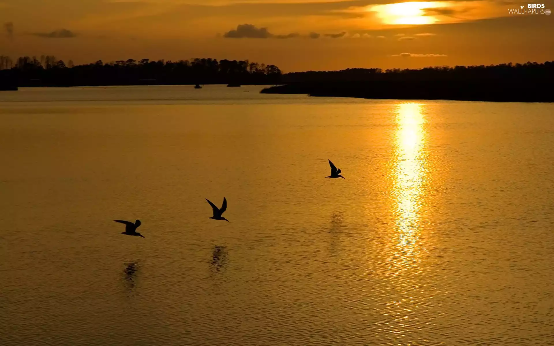 west, sea, gulls, sun