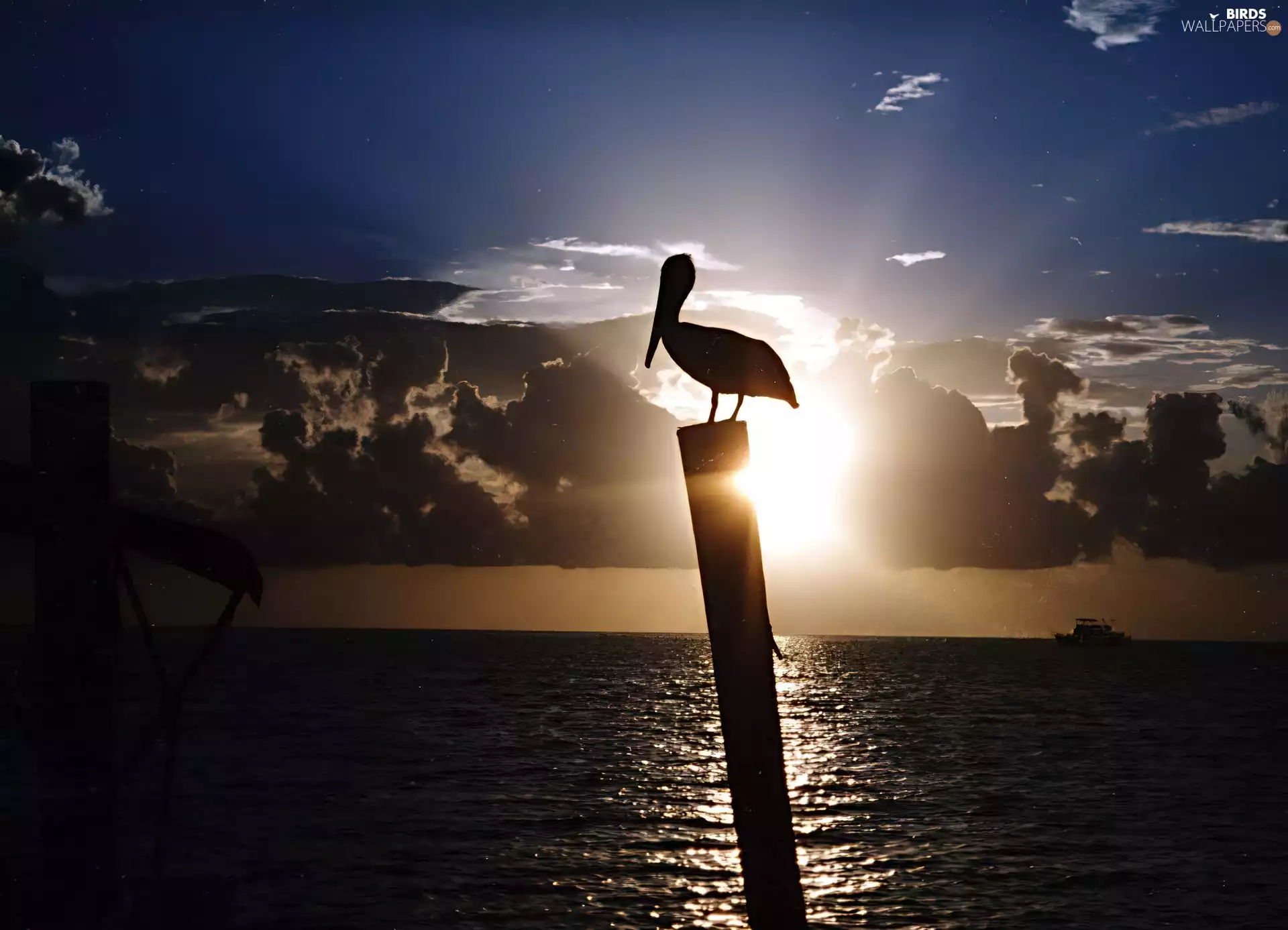 west, sea, pelican, sun