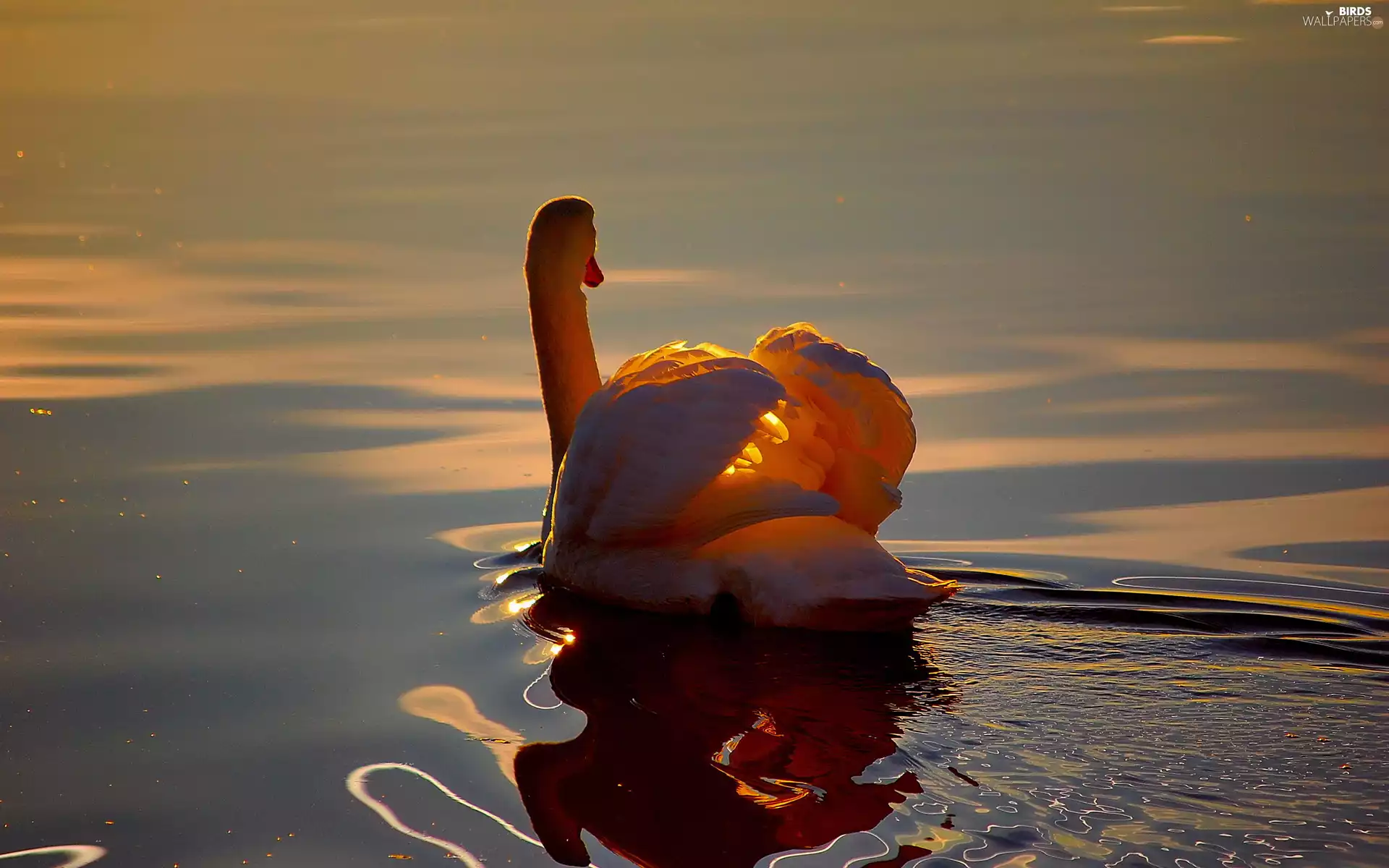 sun, swan, west