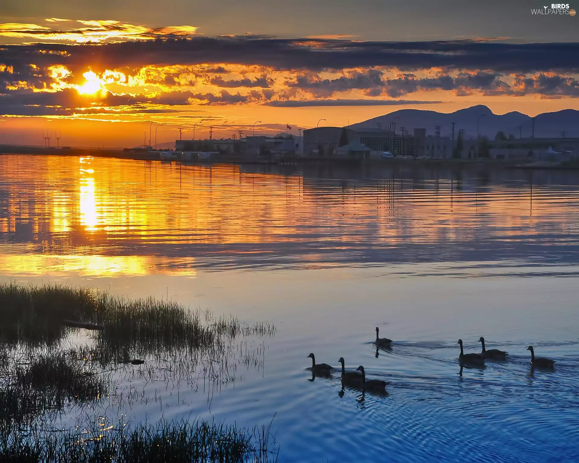 west, ducks, water, sun