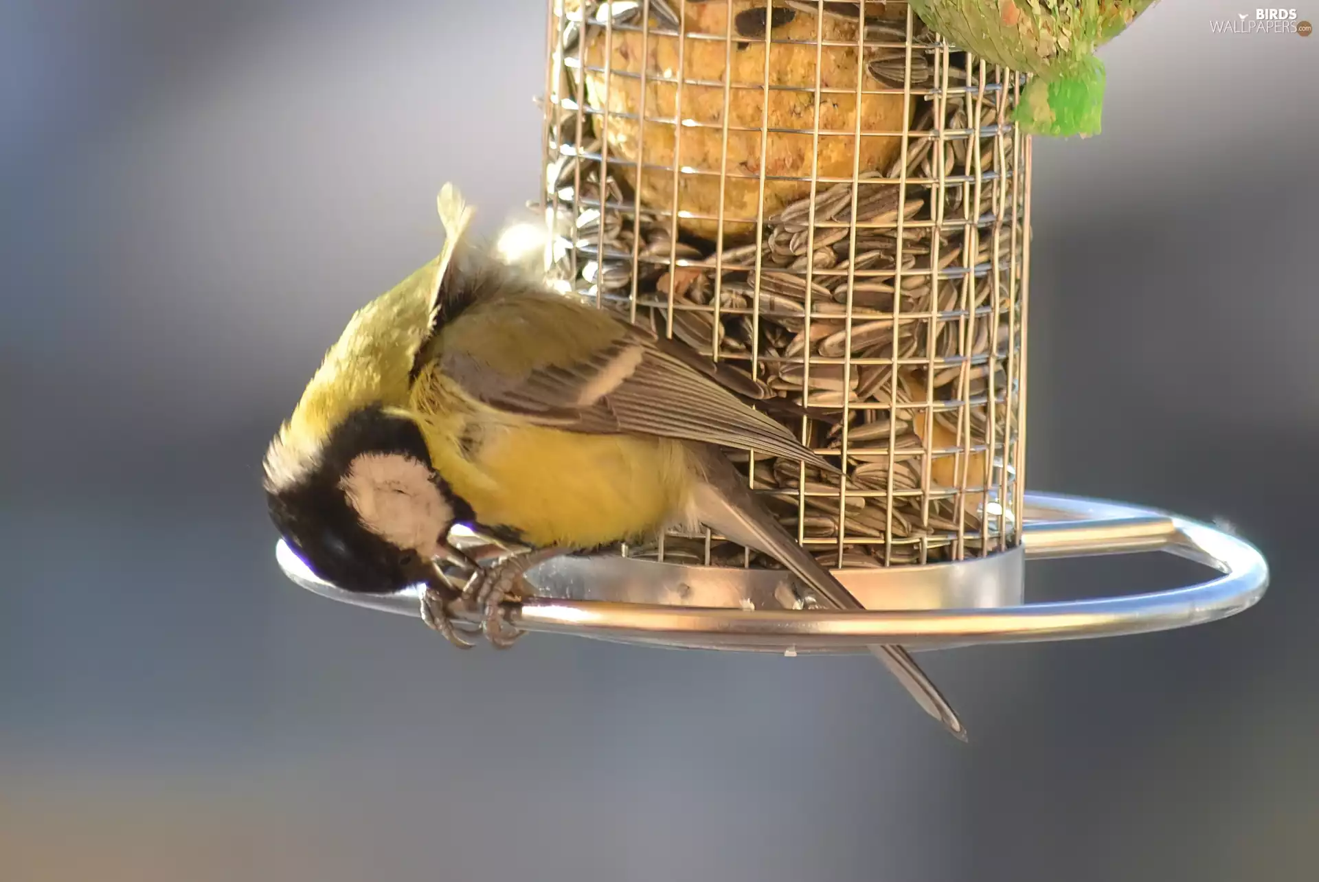 tit, sunflower, Bird feeder, seed