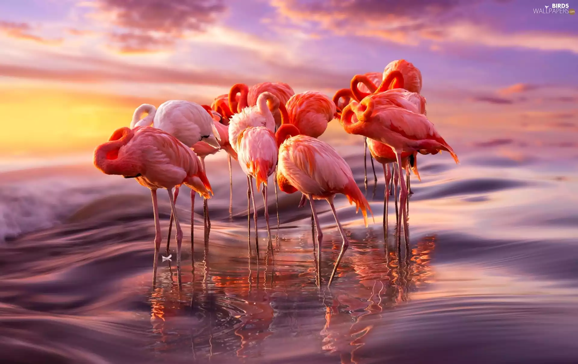 Sunrise, Flamingos, sea
