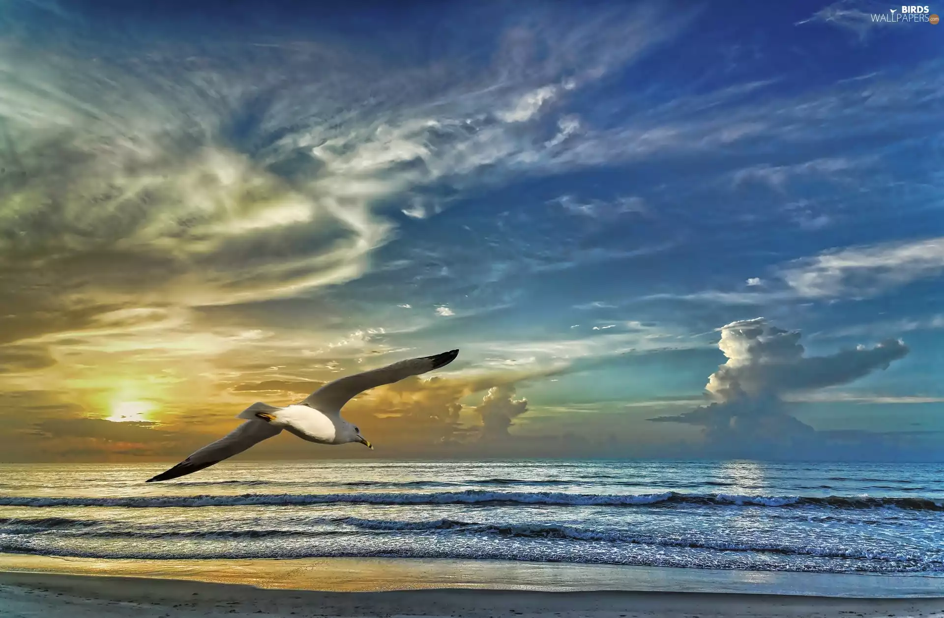 Sunrise, seagull, sea