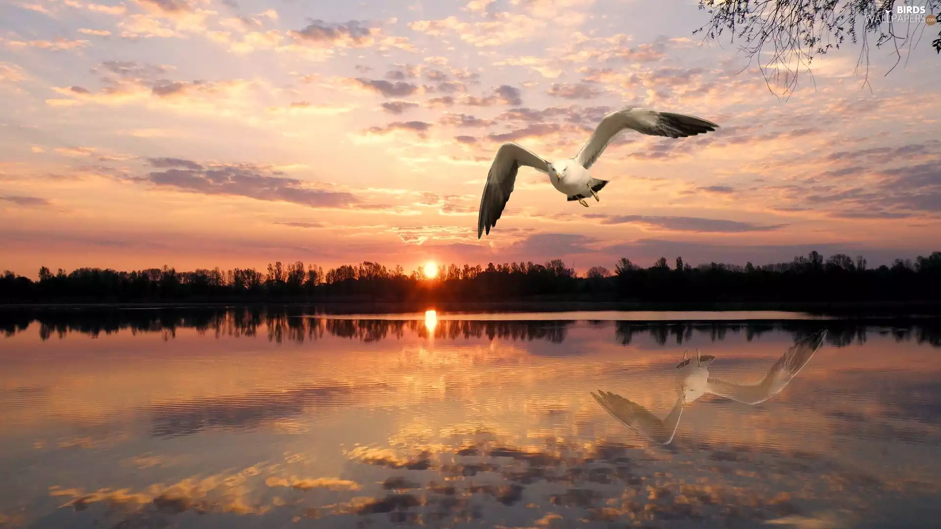 Great Sunsets, seagull, reflection, lake