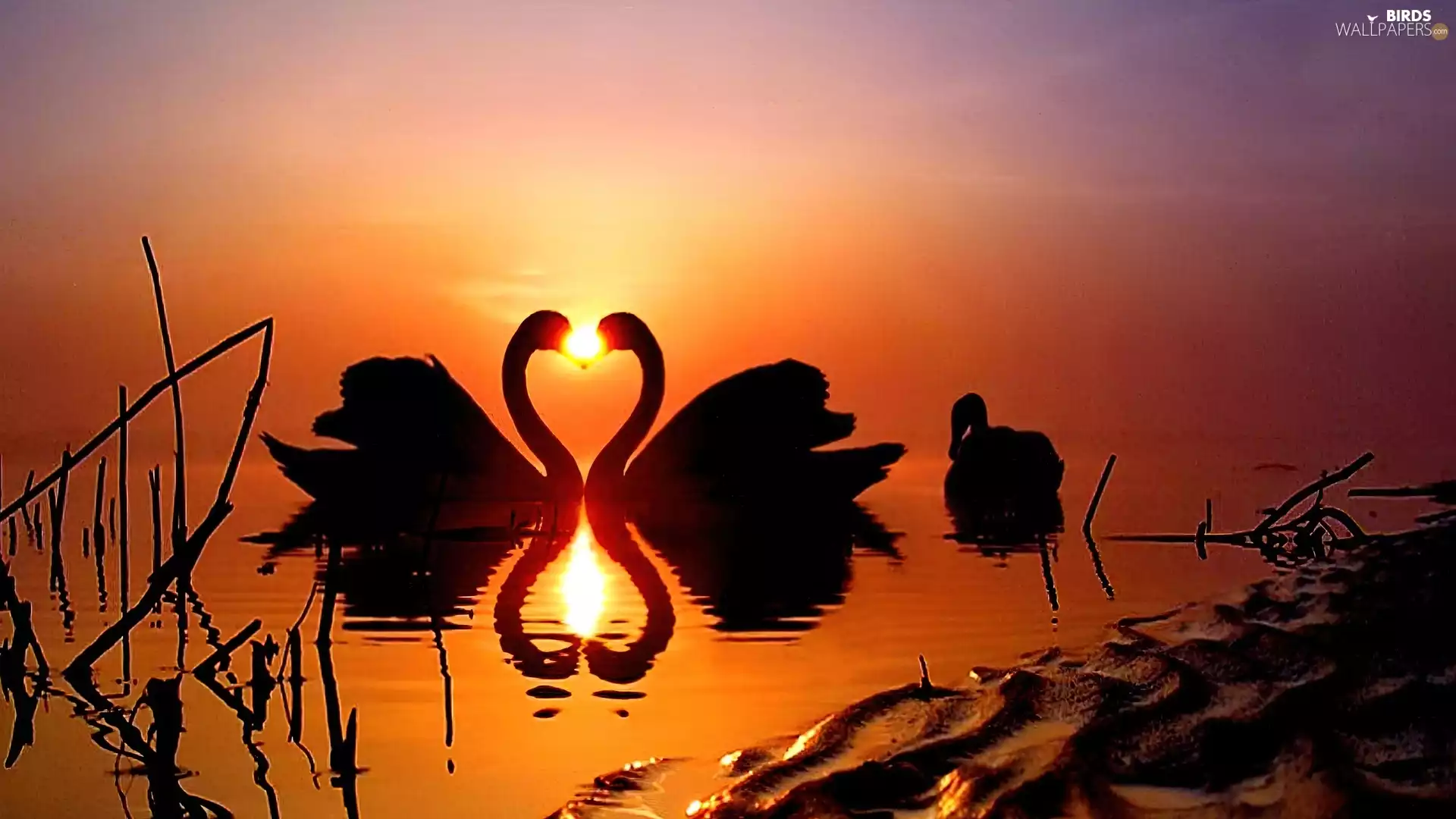 Swan, lake, Great Sunsets