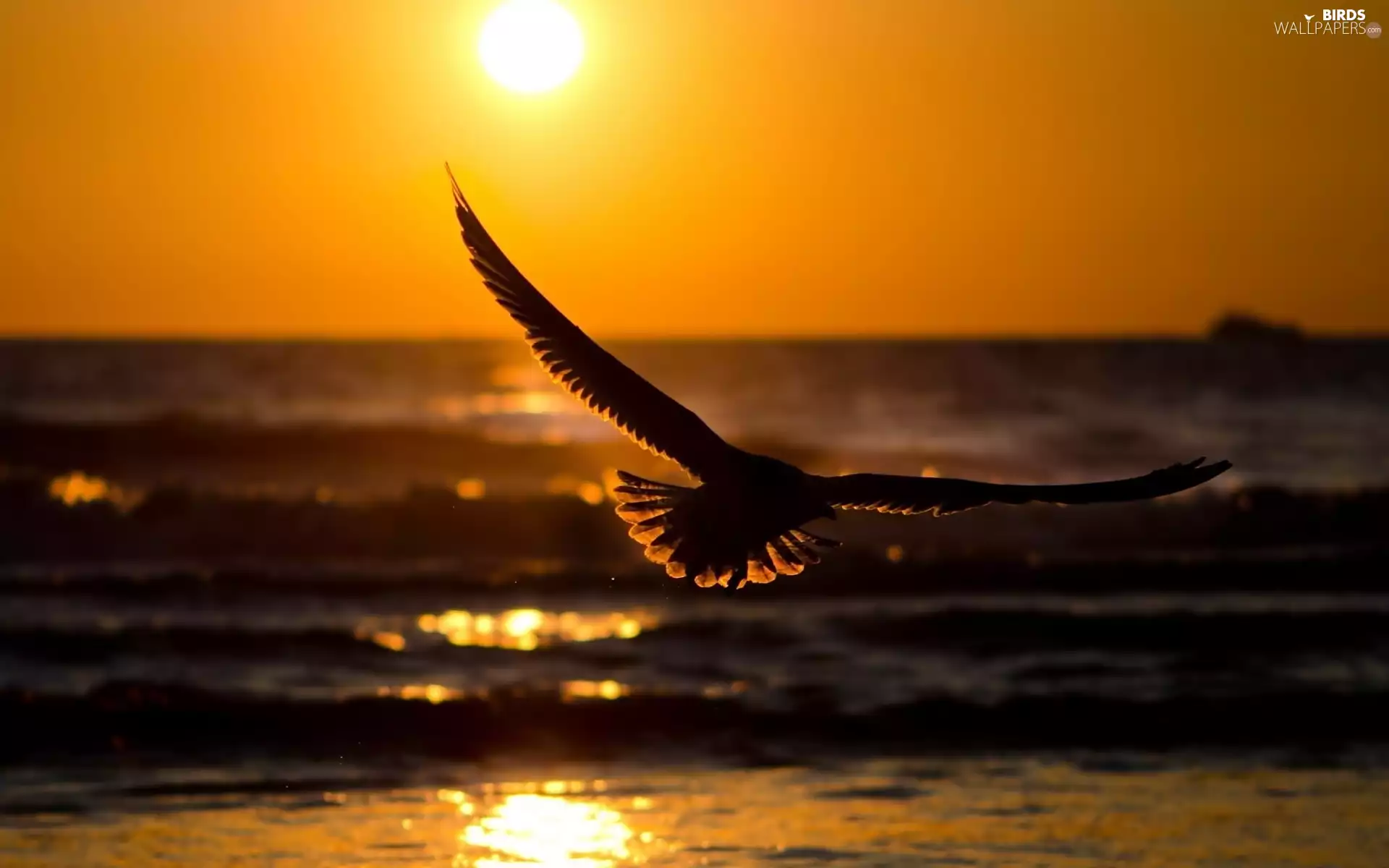 Great Sunsets, The flying, seagull