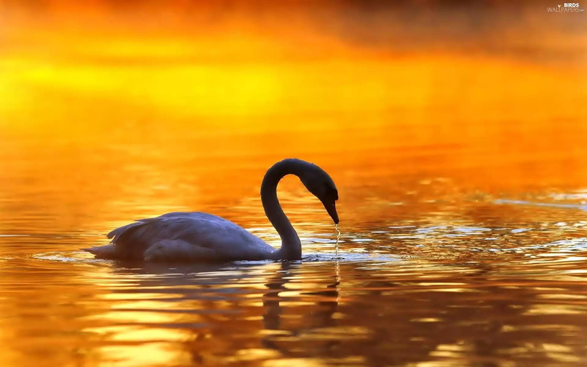 water, Swans, Great Sunsets