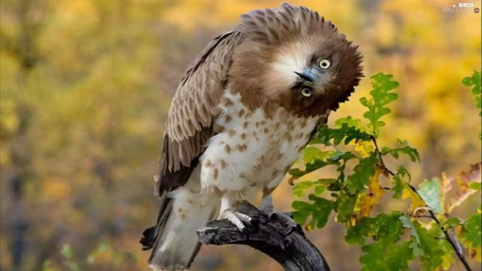 surprised, eagle