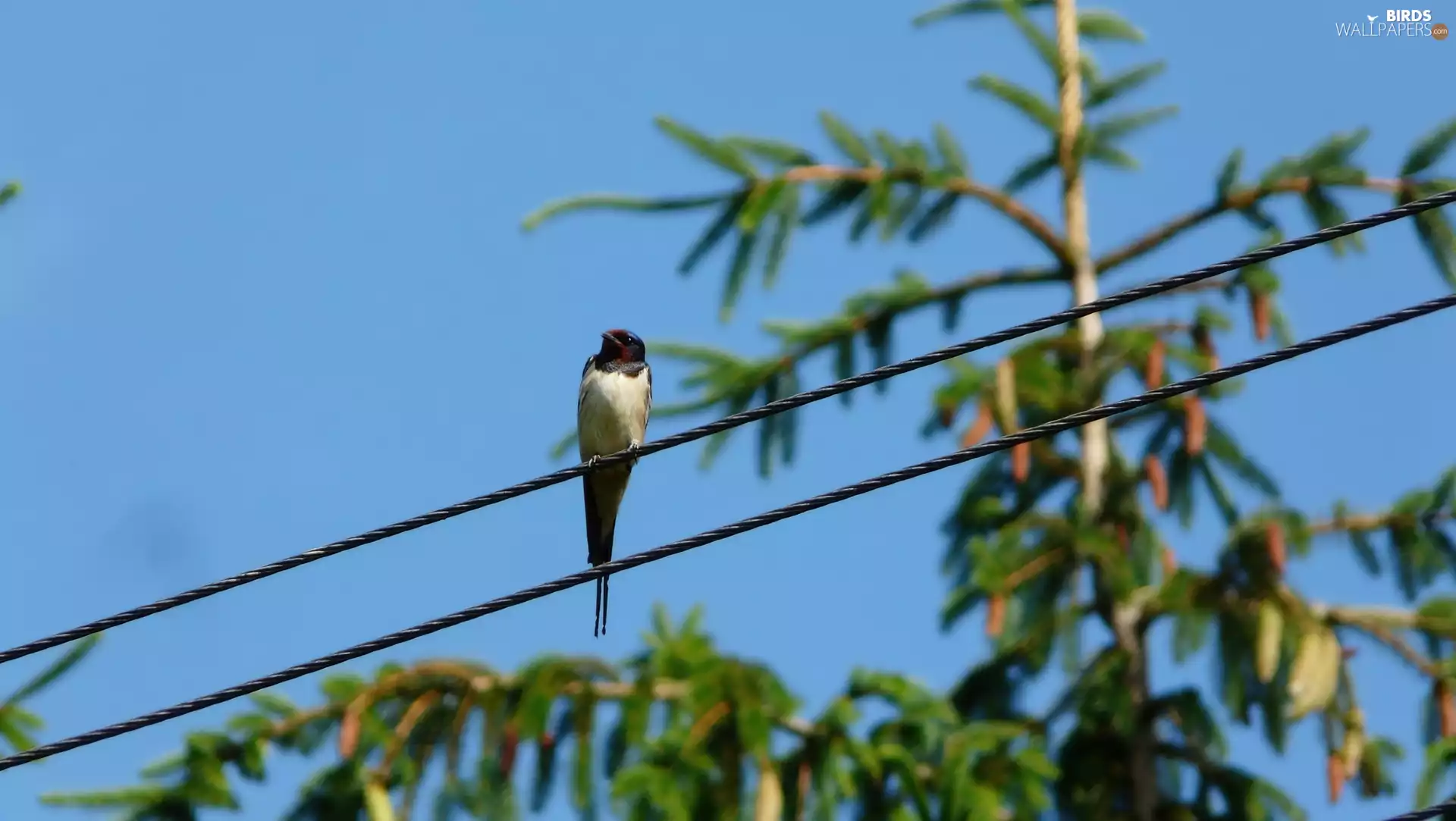 swallow, cables