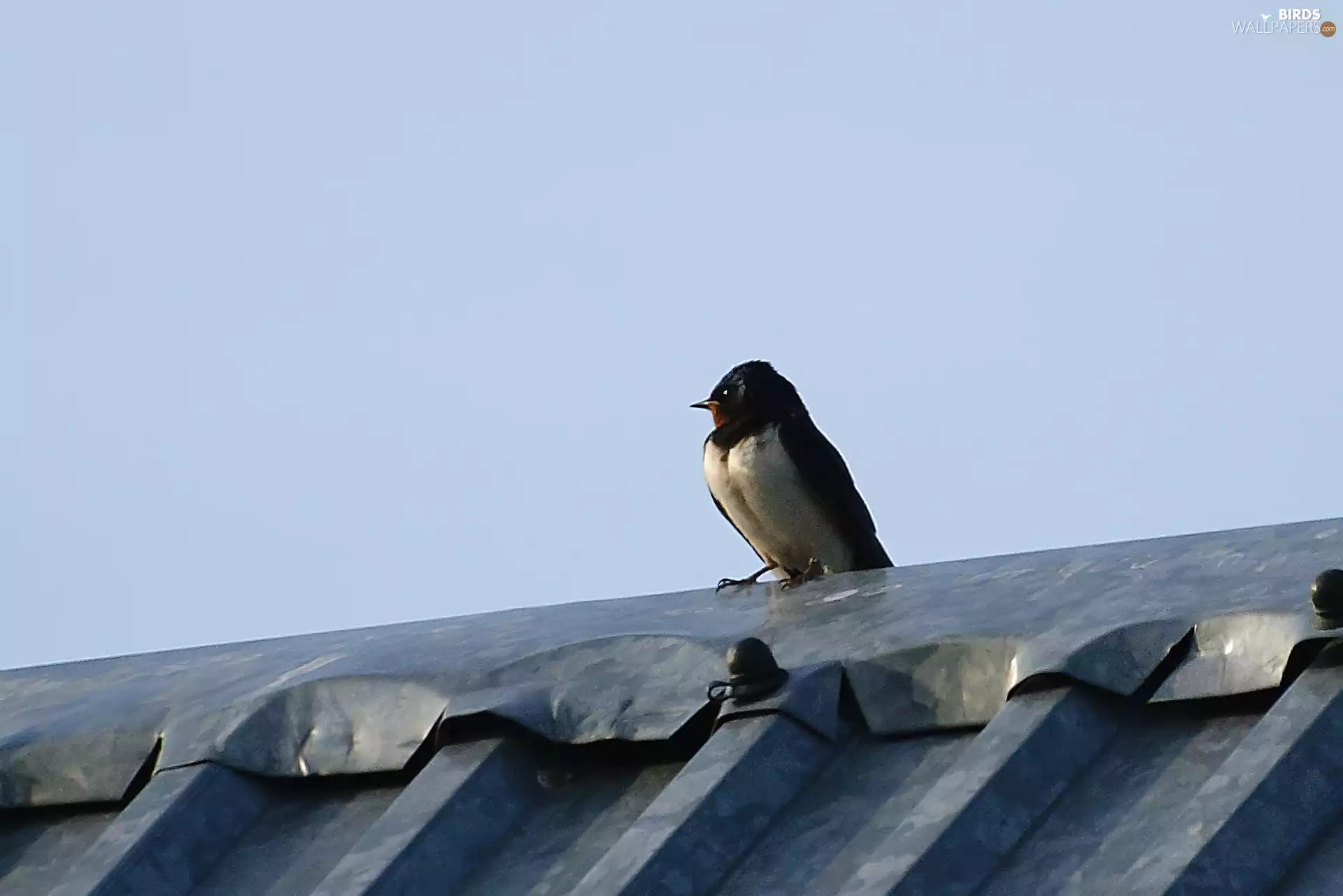 swallow, the roof