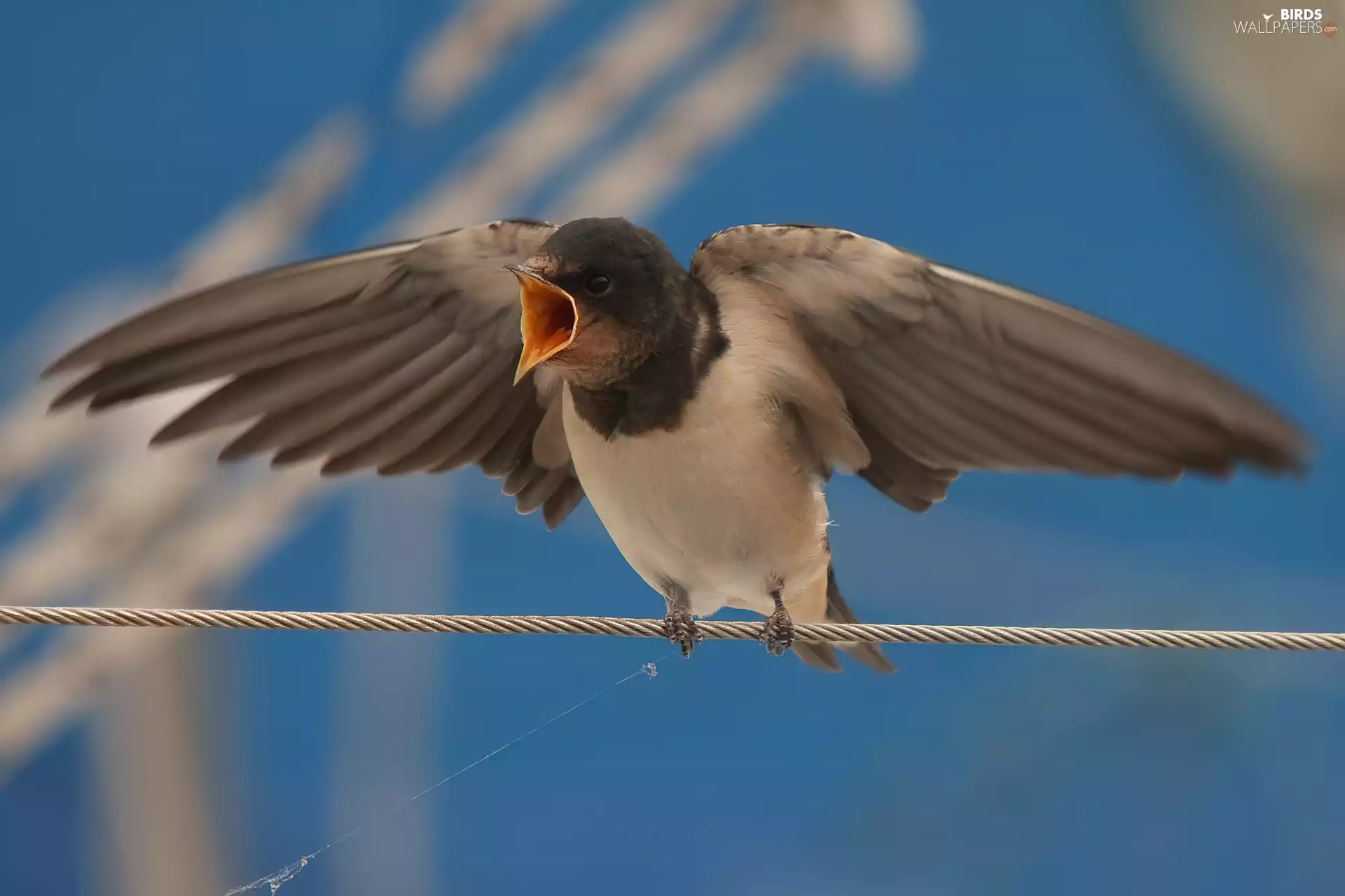 young, open, nose, swallow
