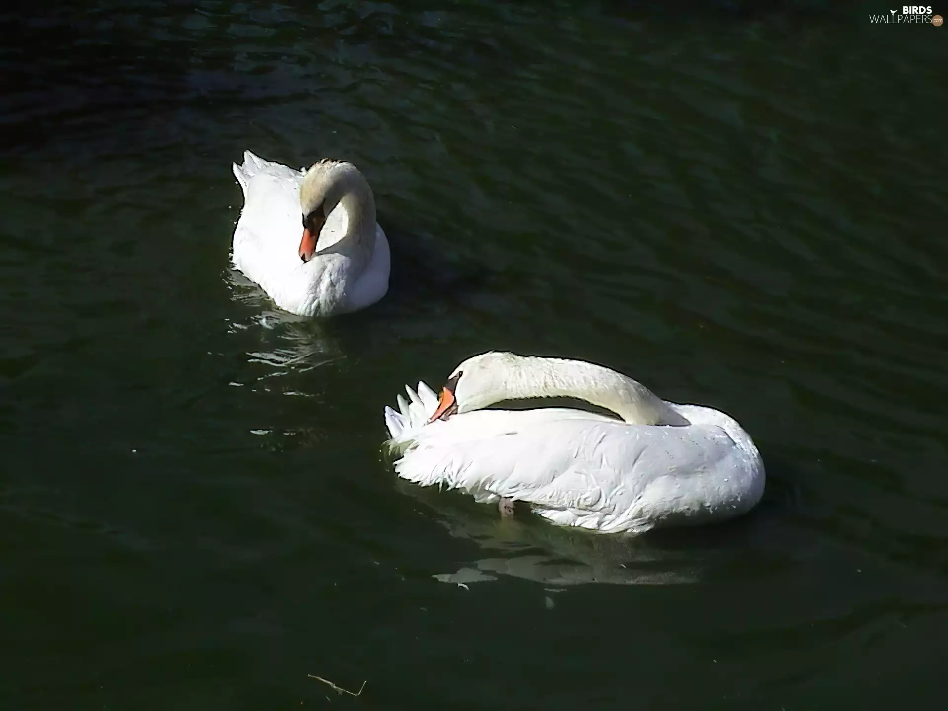 Swan