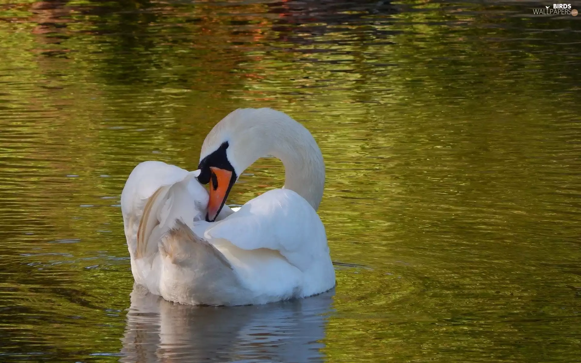 swan