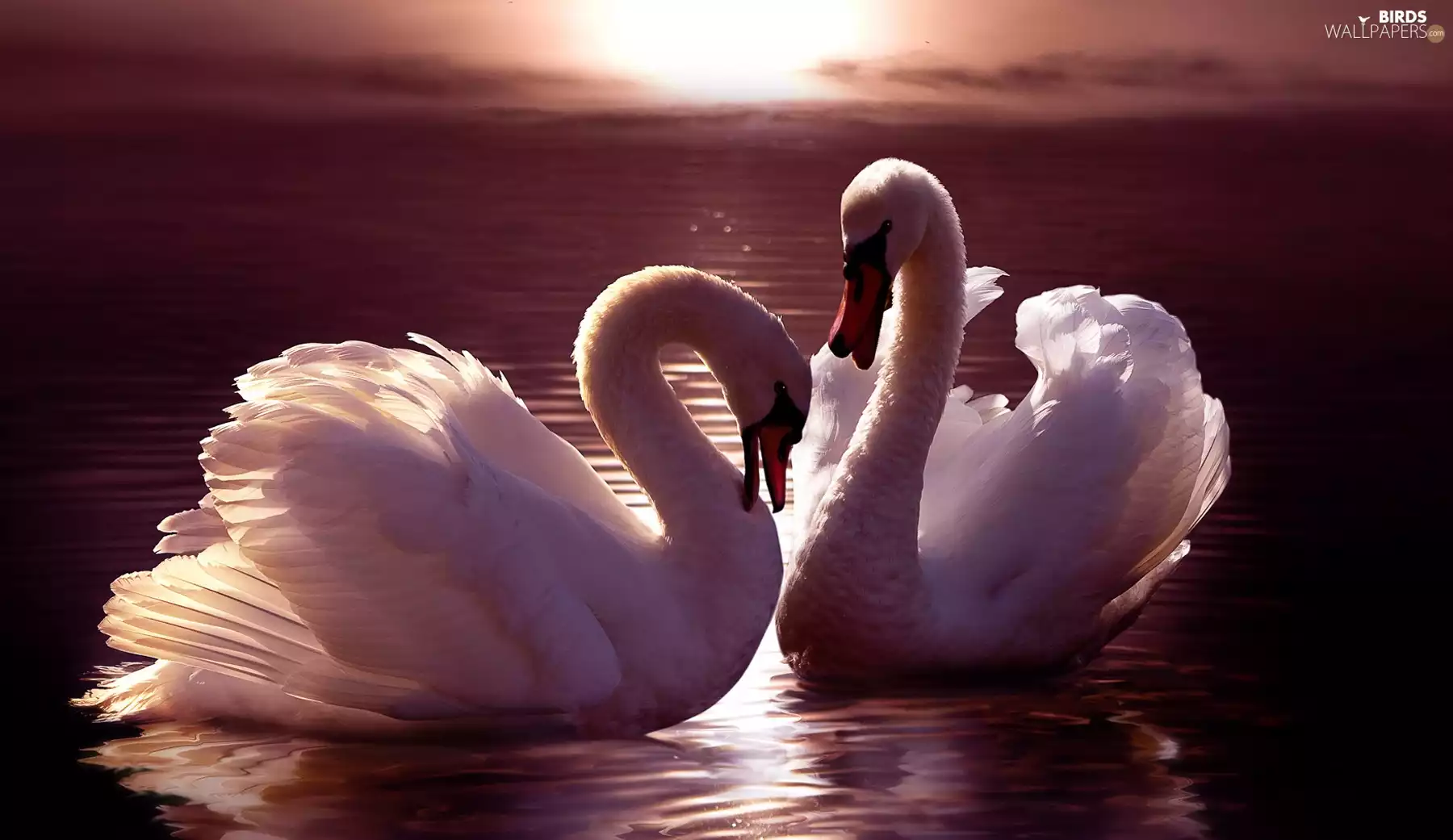 Swan