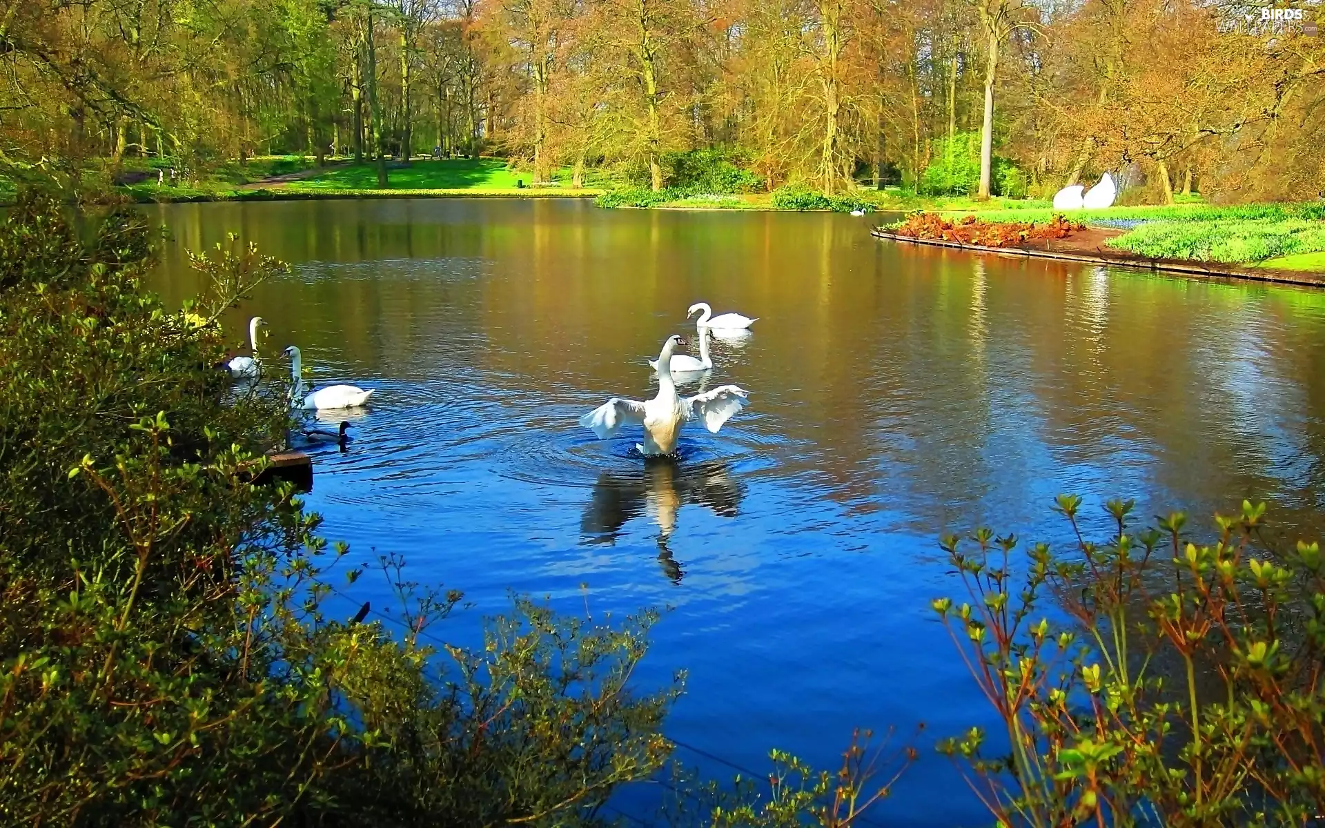 Park, Swan, autumn, Pond - car