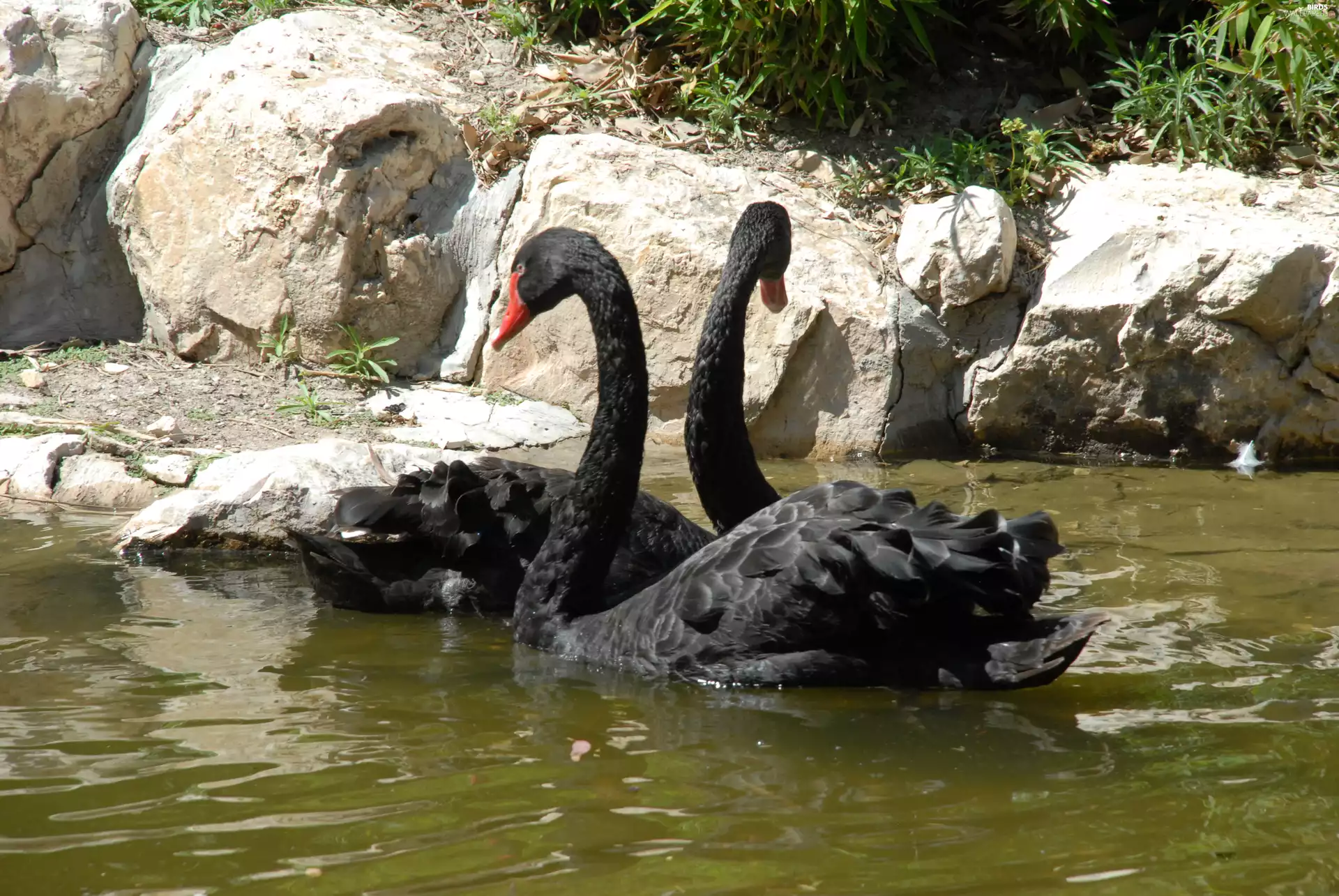black, water, rocks, Swan