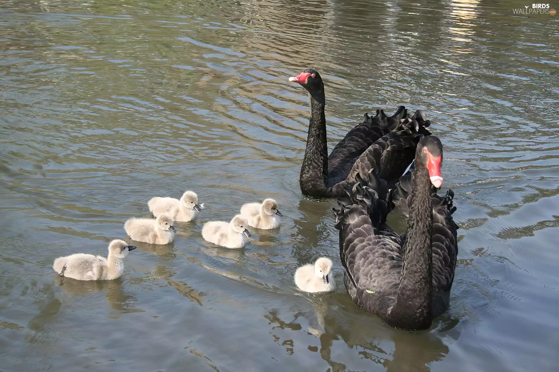 young, water, Black, Swan, Two cars