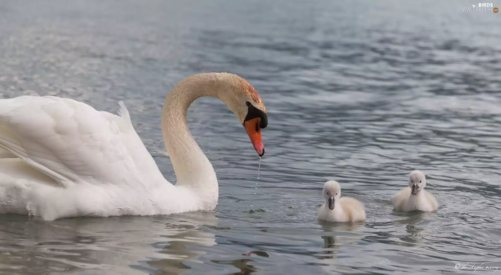 swan, chick