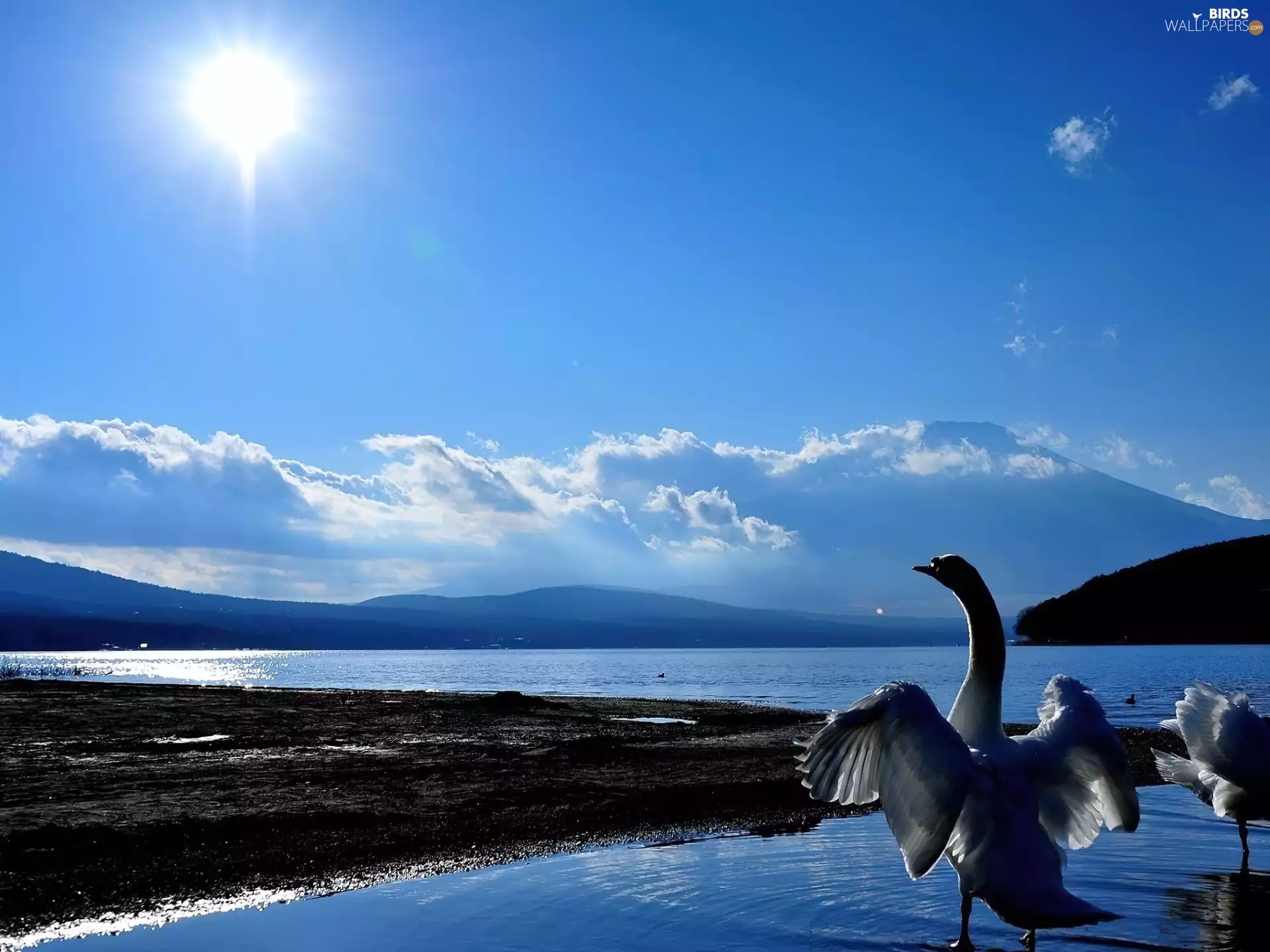 Swan, lake, clouds