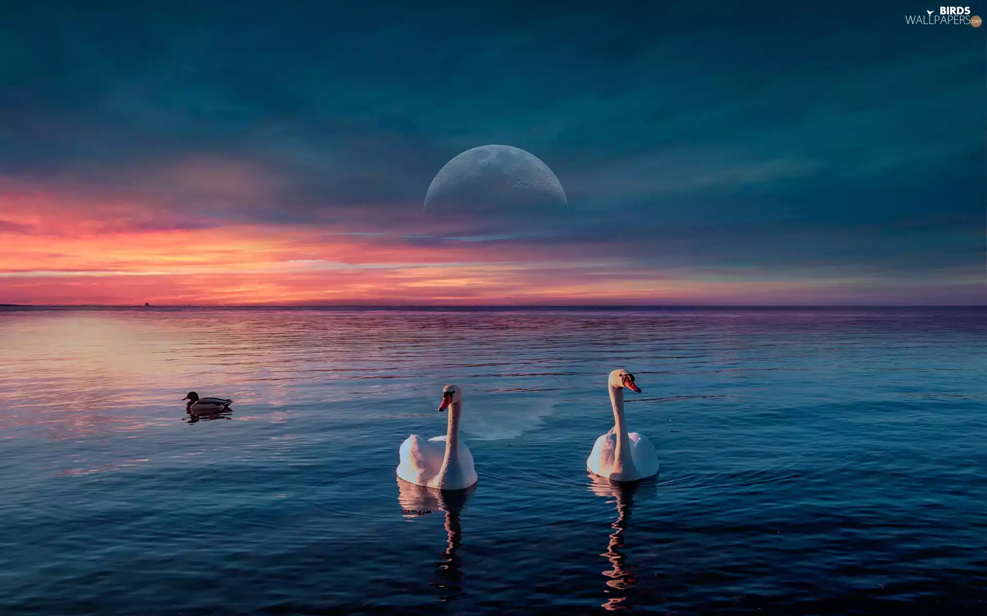 Swan, birds, duck, sea, moon, photomontage, clouds, Sky, Sunrise