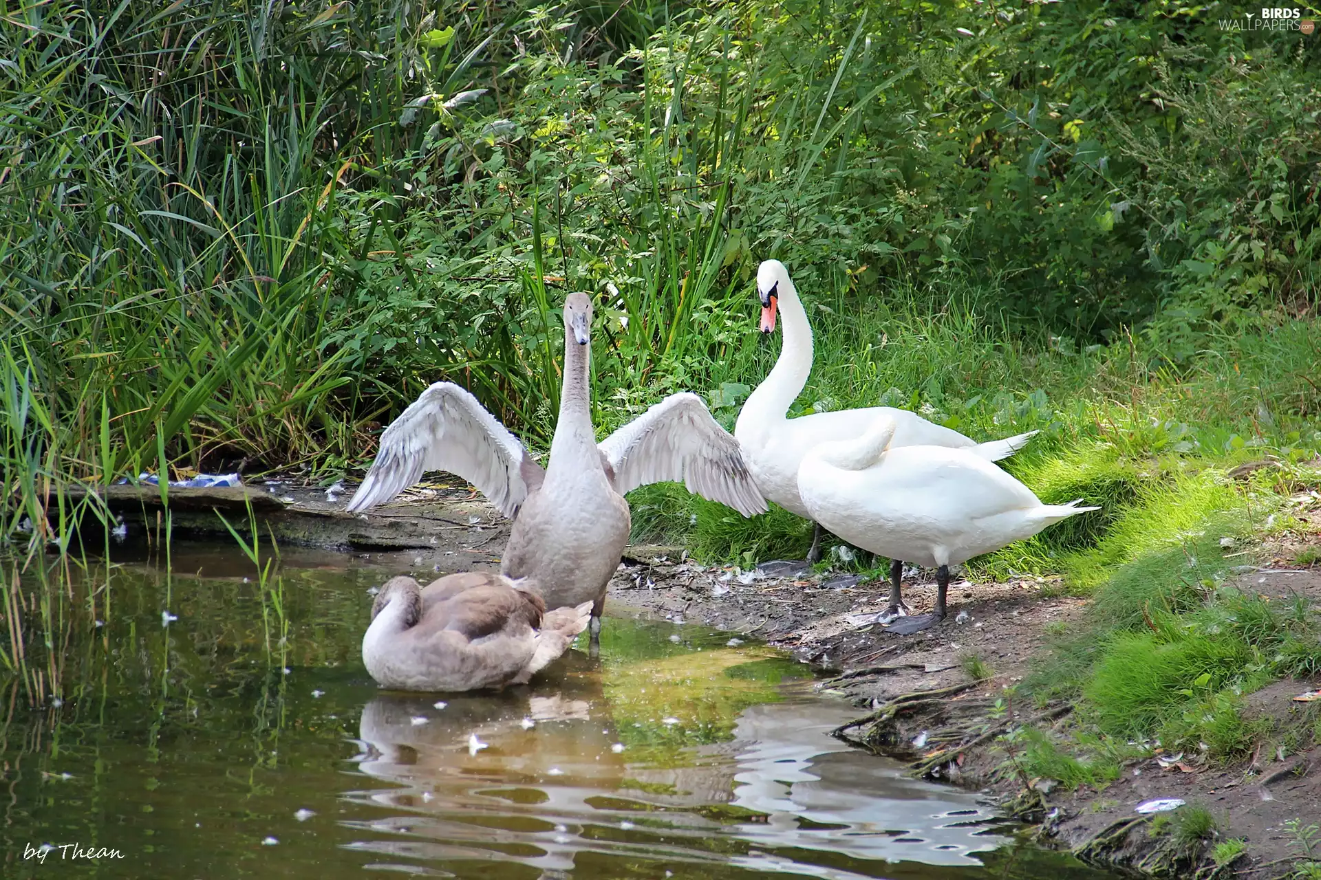 Swan, Family