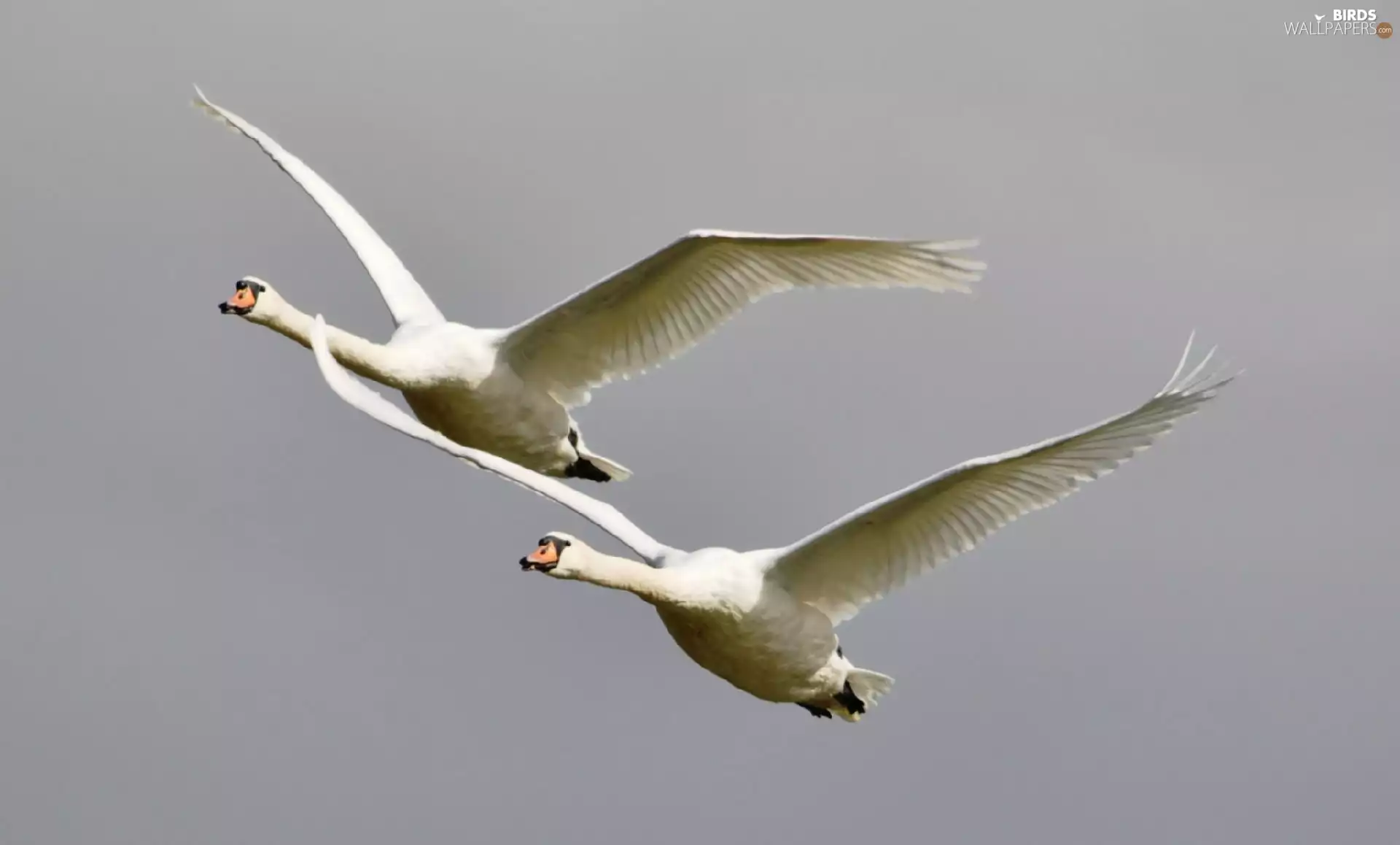 Swan, flight