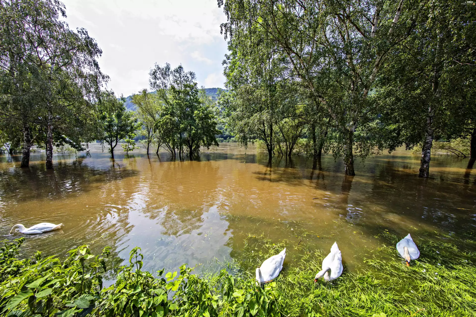viewes, Swan, Flooded, trees, River