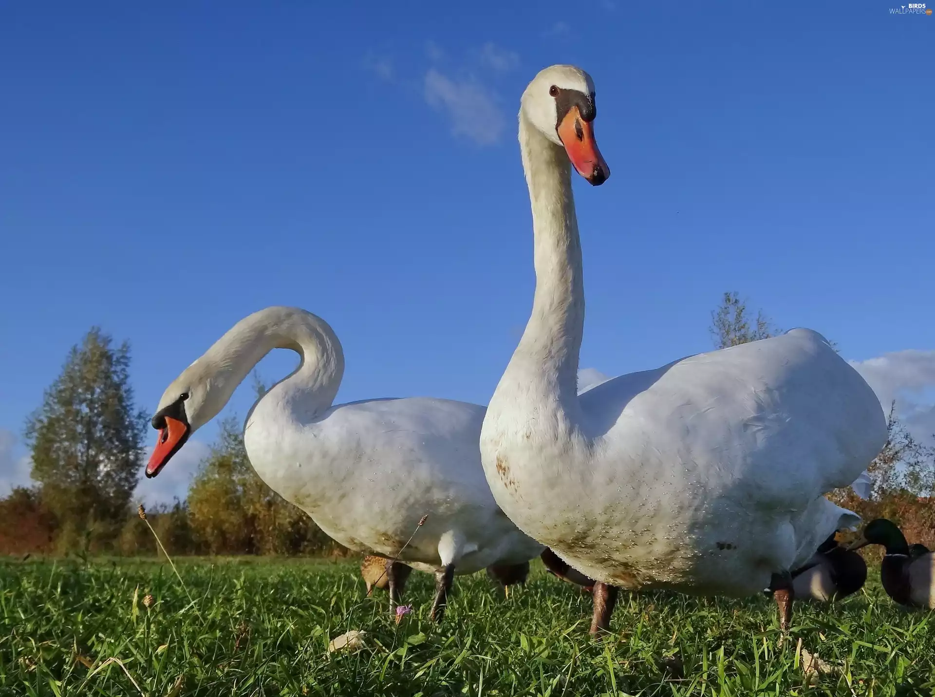 grass, Two cars, Swan