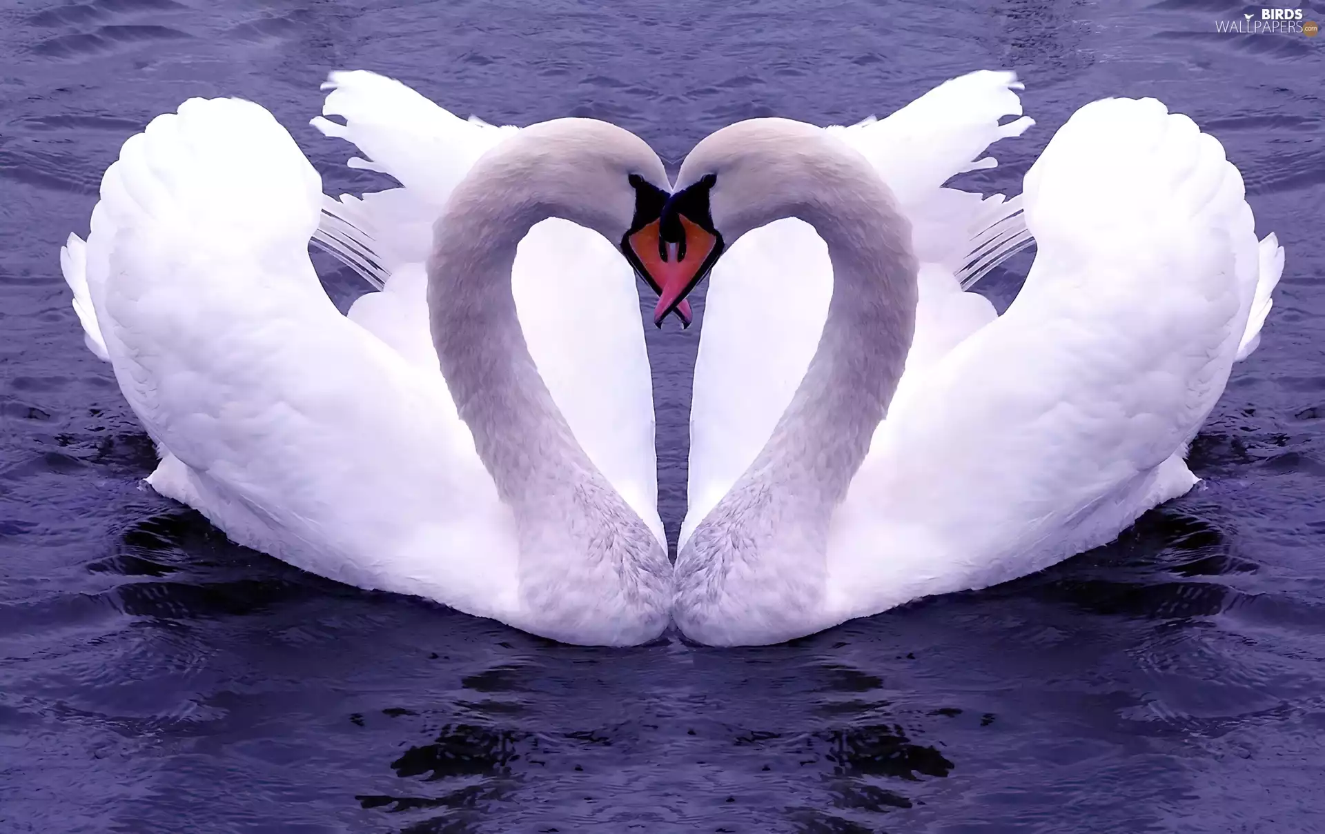 Swan, Heart
