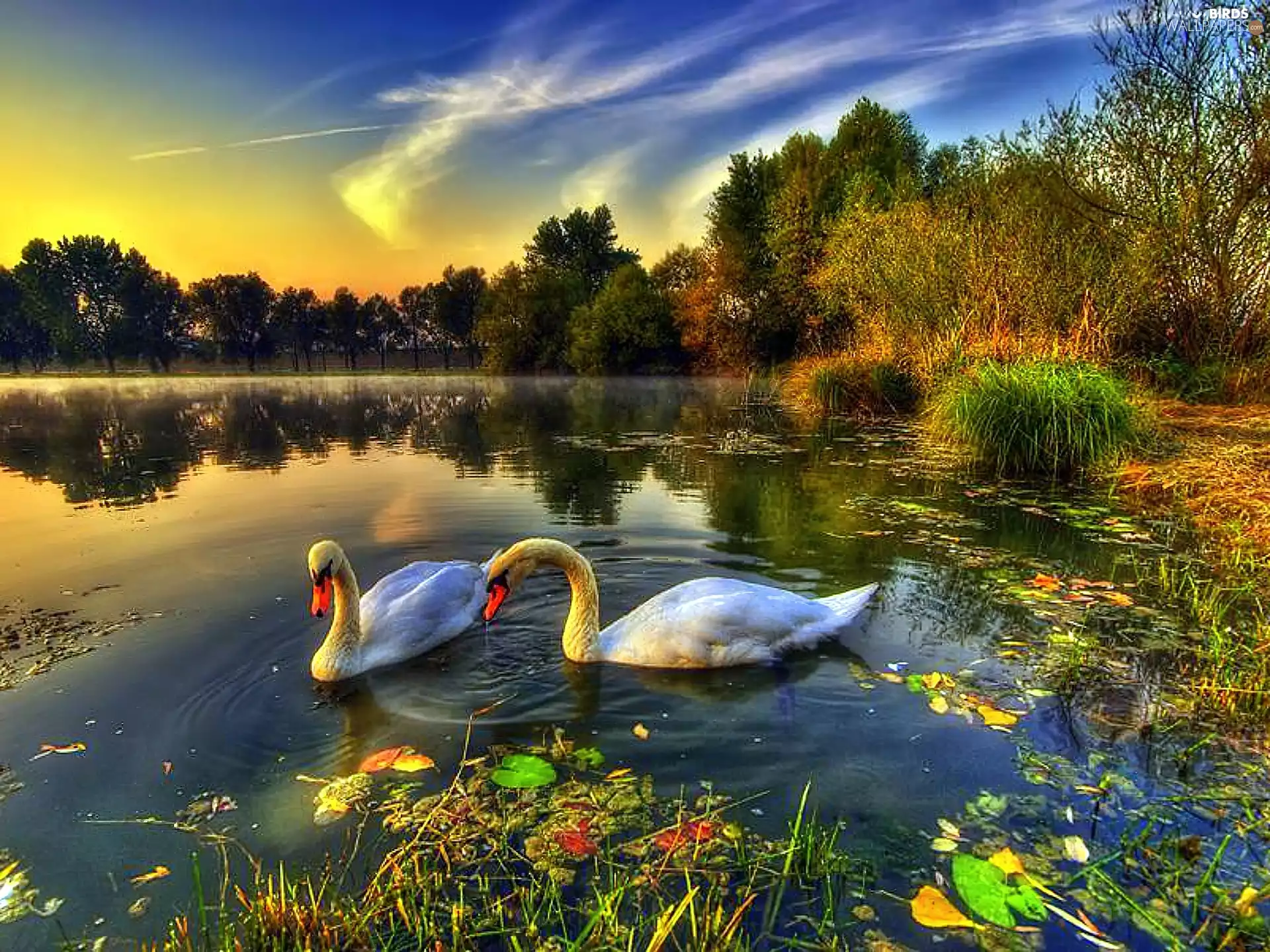 Swan, lake