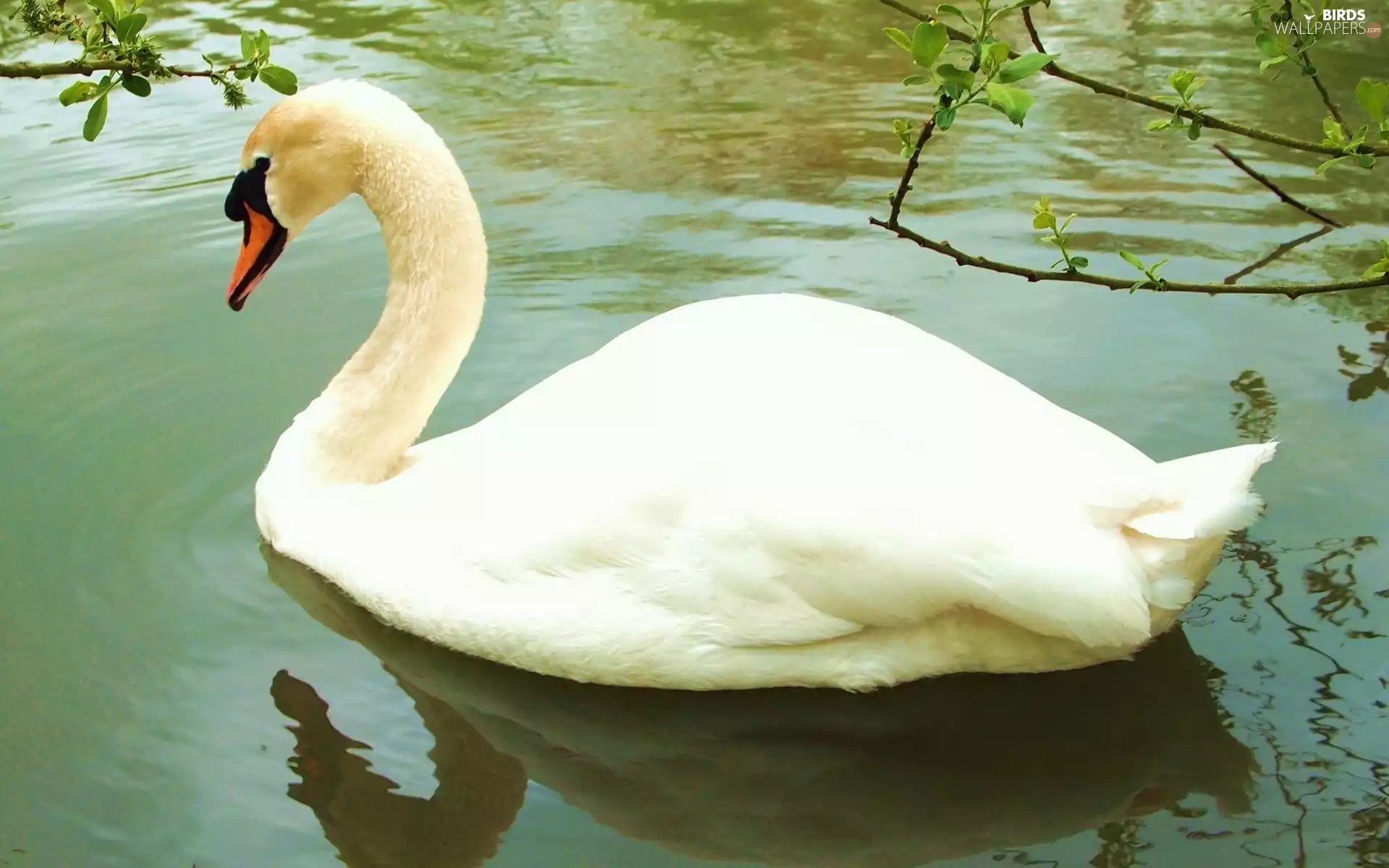 swan, lake