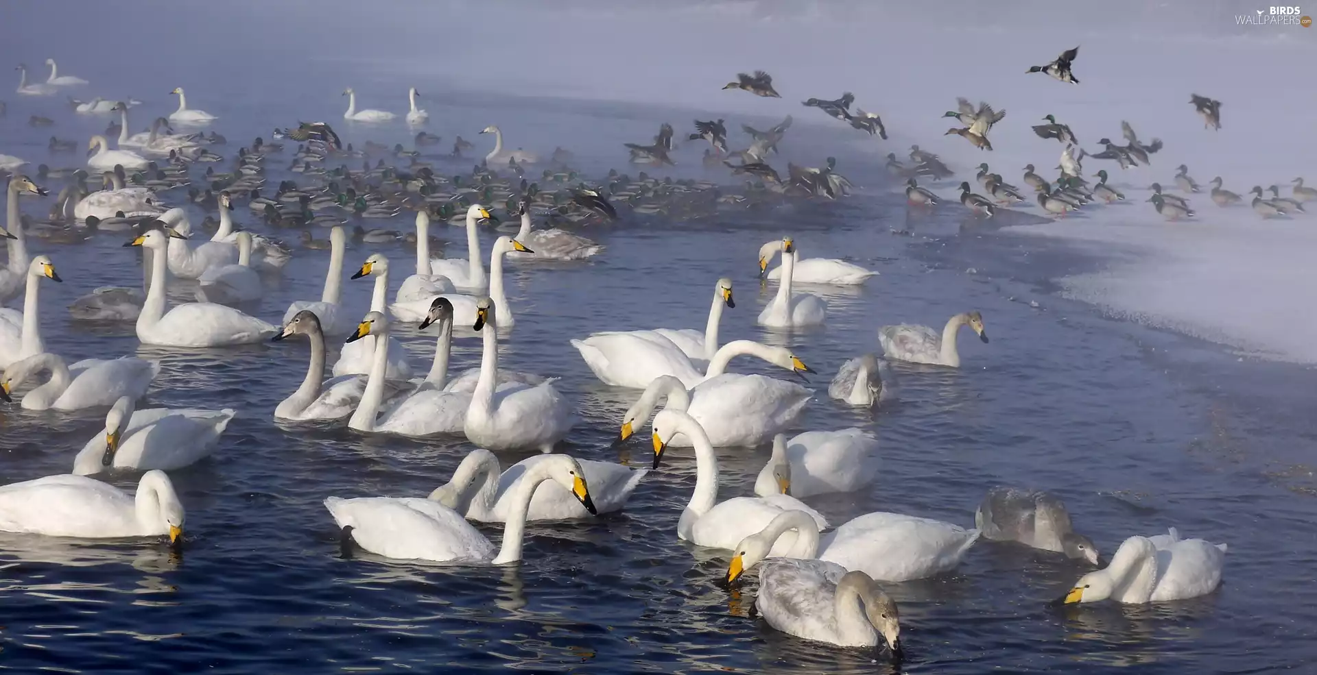 lake, ducks, Fog, Swan
