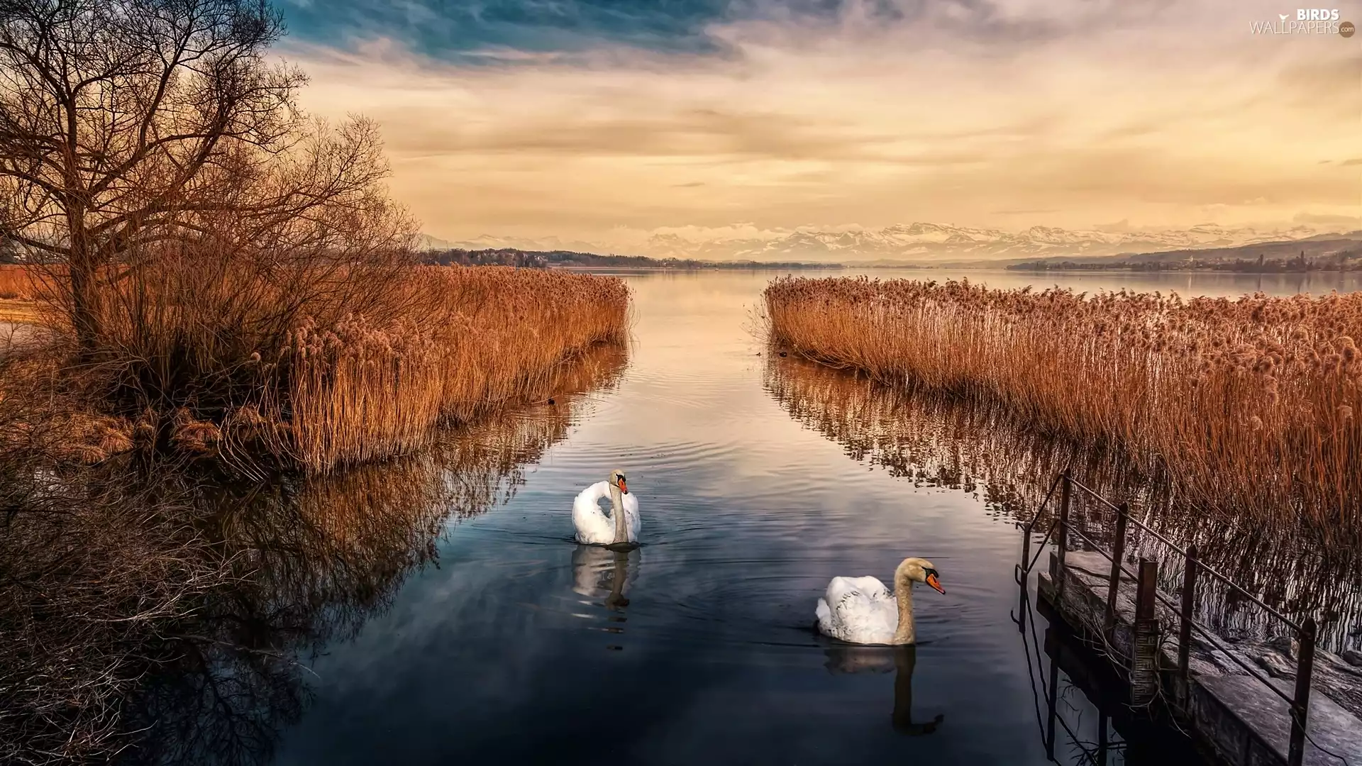 trees, Swan, lake, grass, Mountains