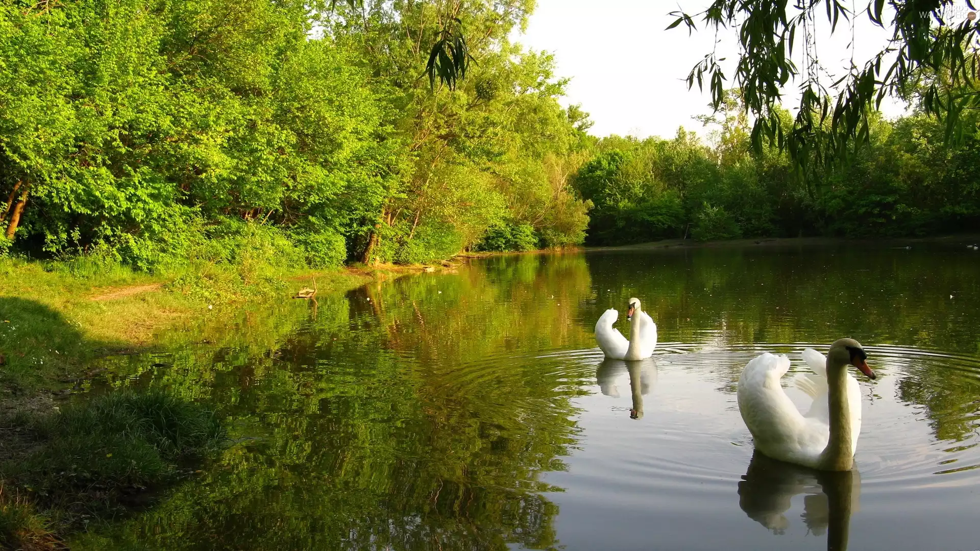 lake, trees, viewes, Swan