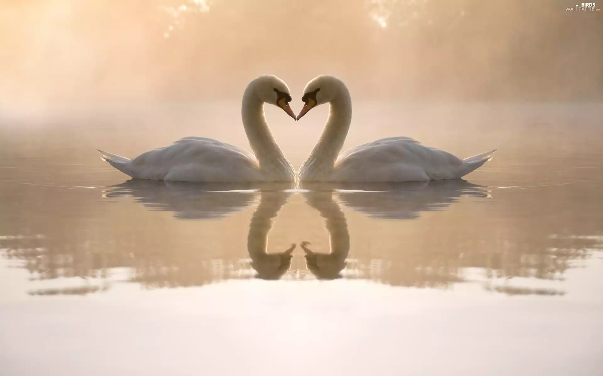love, Two cars, Swan