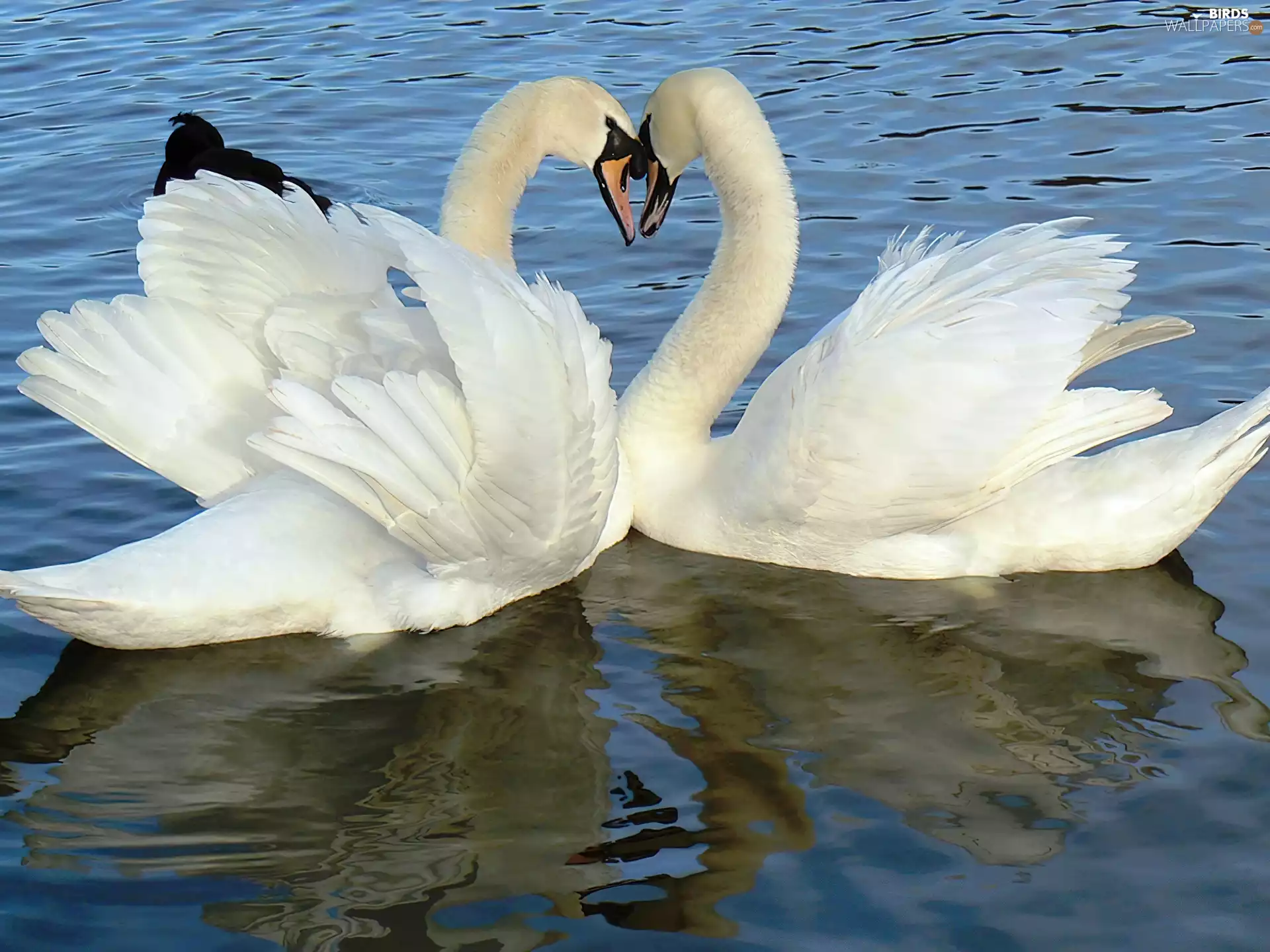 love, Two cars, Swan