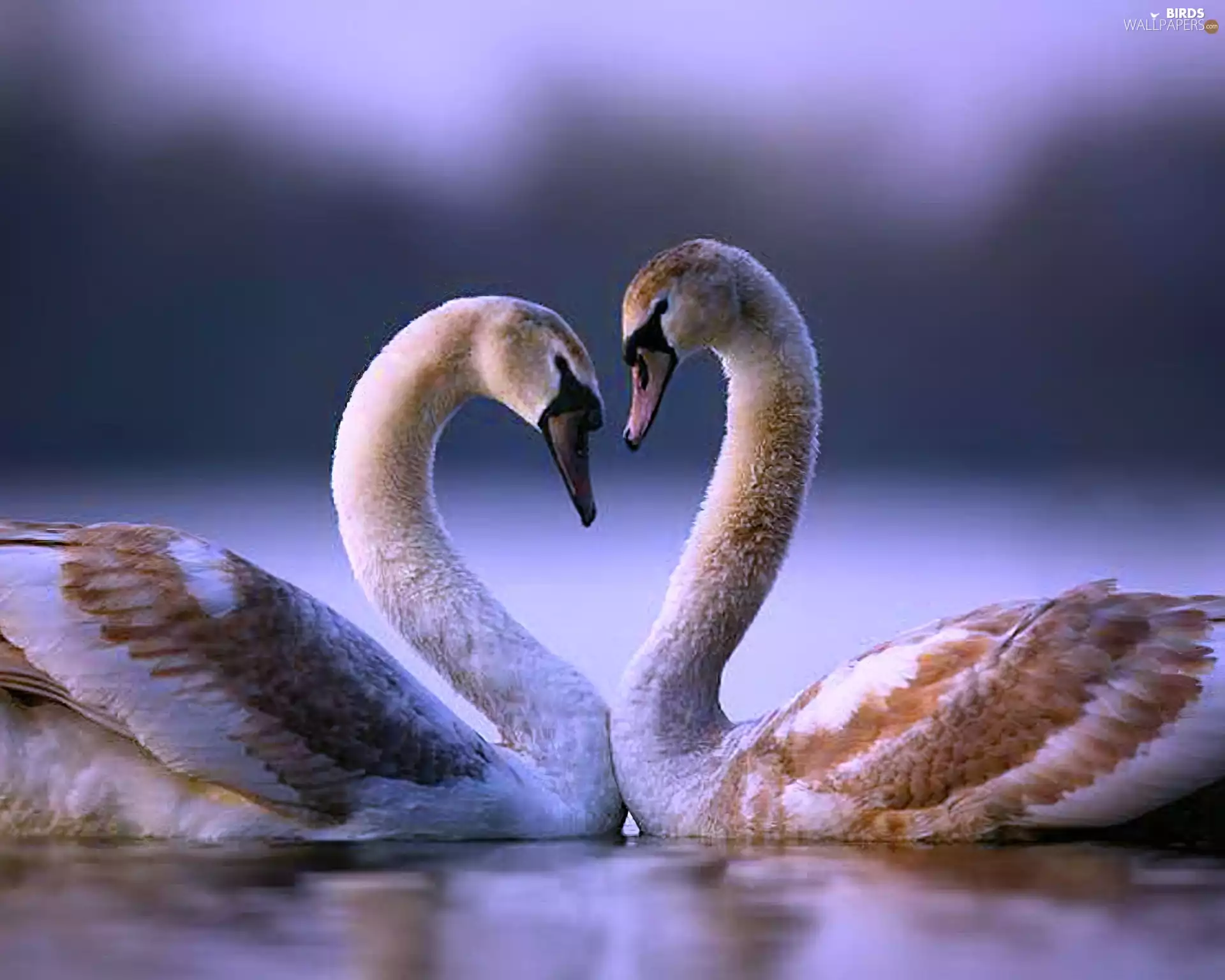 Swan, love