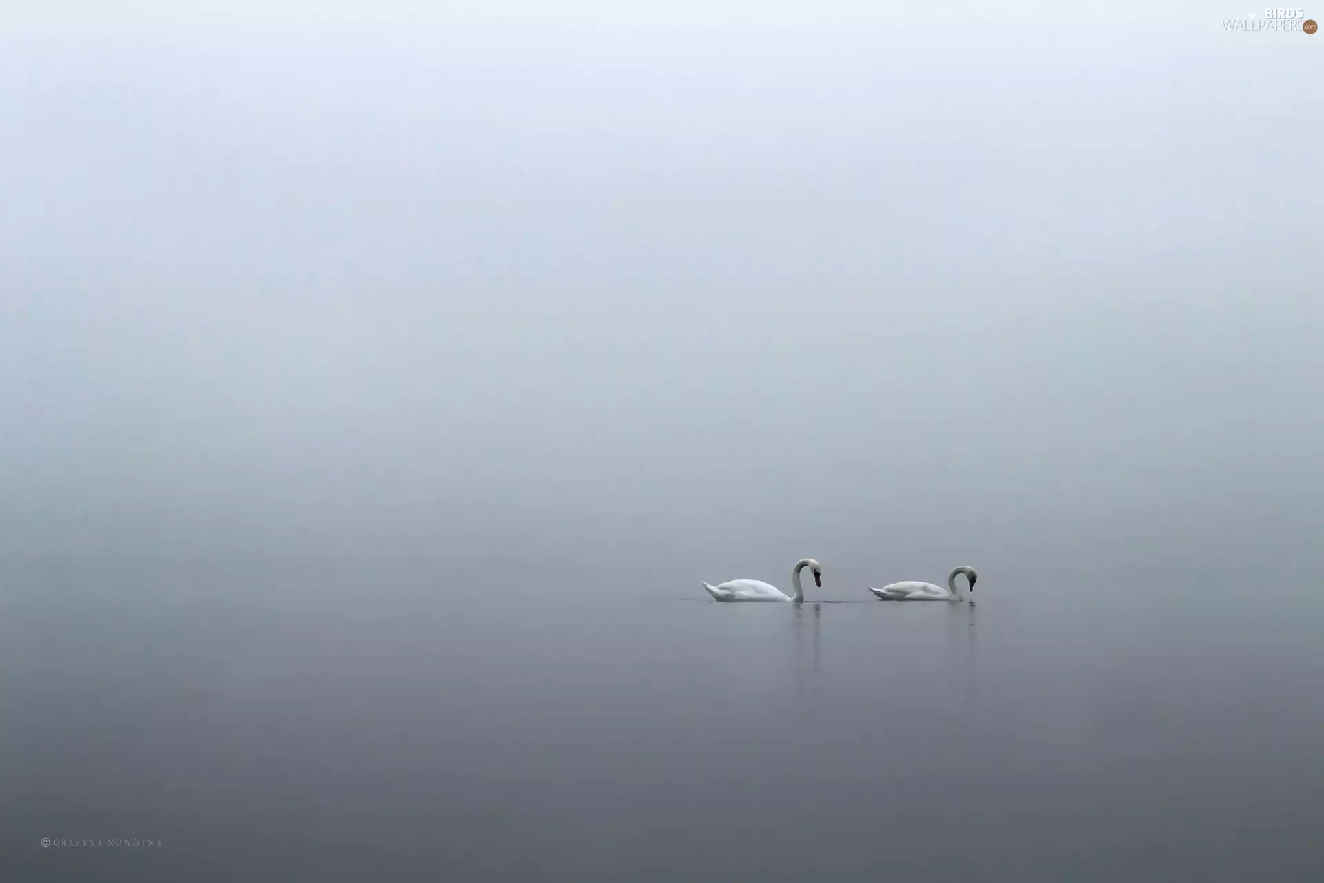 Swan, Minimalism