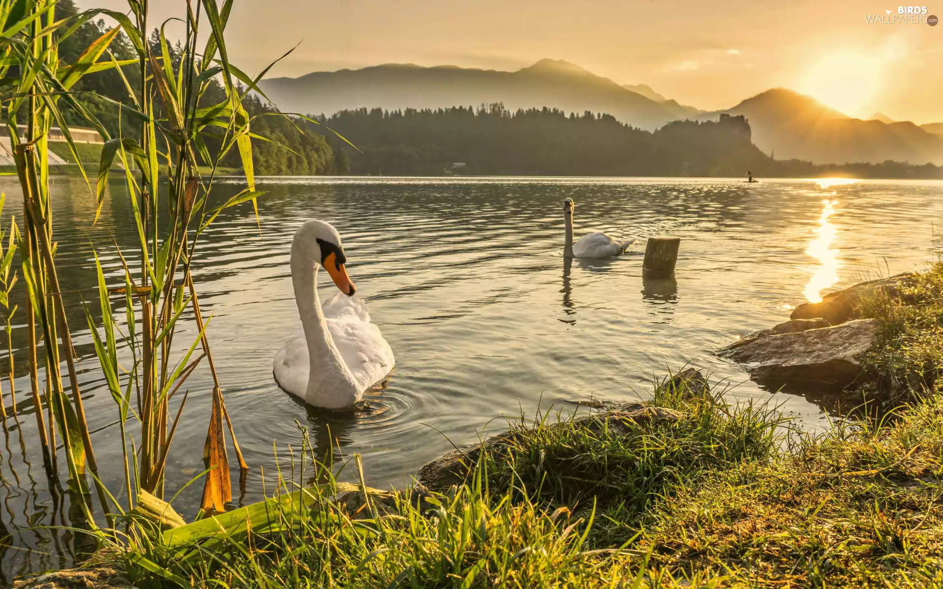 Swan, Two cars, lake, Sunrise, trees, viewes, cane, Mountains, grass