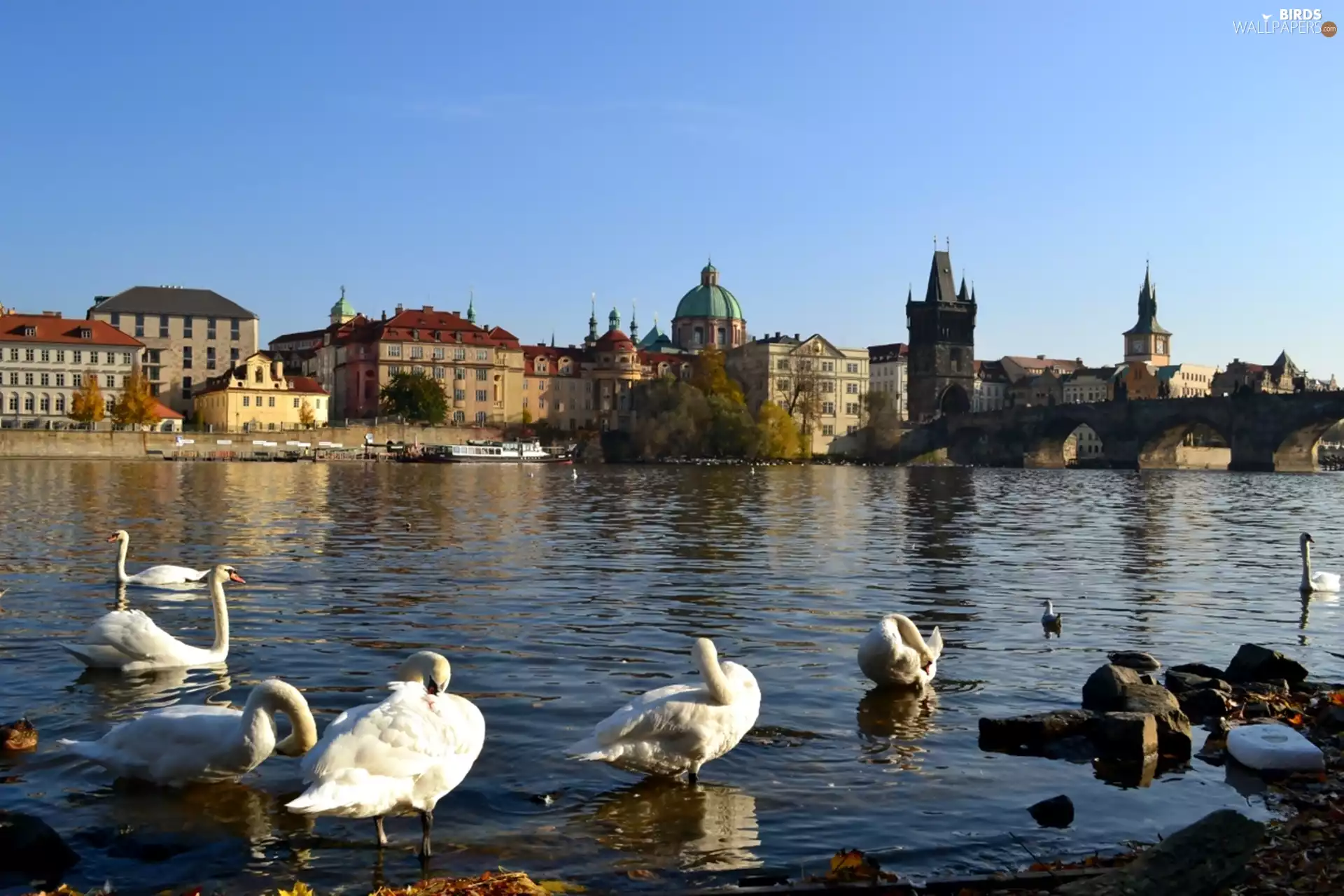 River, buildings, Town, Swan